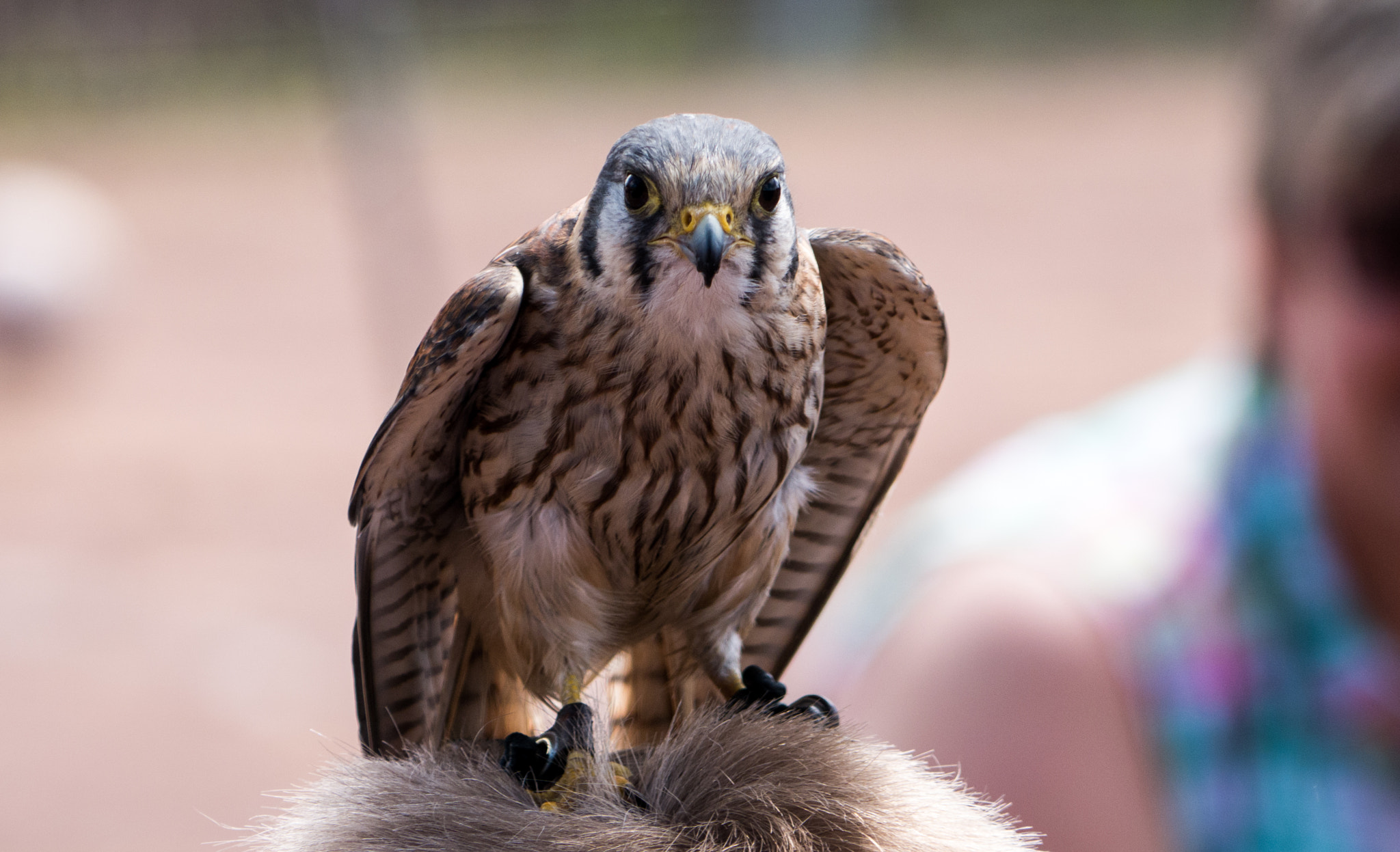 Panasonic DMC-G70 + Panasonic Lumix G Vario 45-200mm F4-5.6 OIS sample photo. Falke i photography