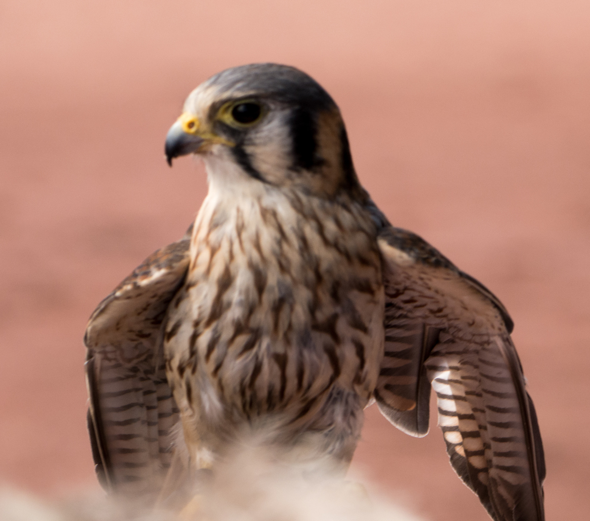 Panasonic Lumix G Vario 45-200mm F4-5.6 OIS sample photo. Falke ii photography
