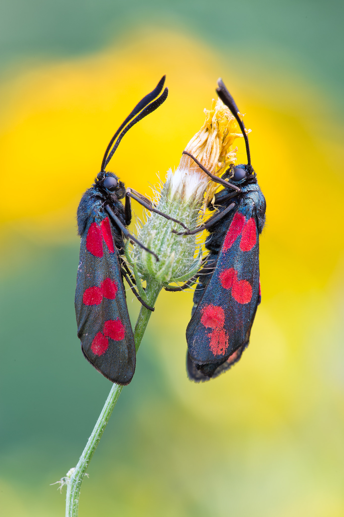 Canon EF 180mm F3.5L Macro USM sample photo. Zygaena filipendulae photography