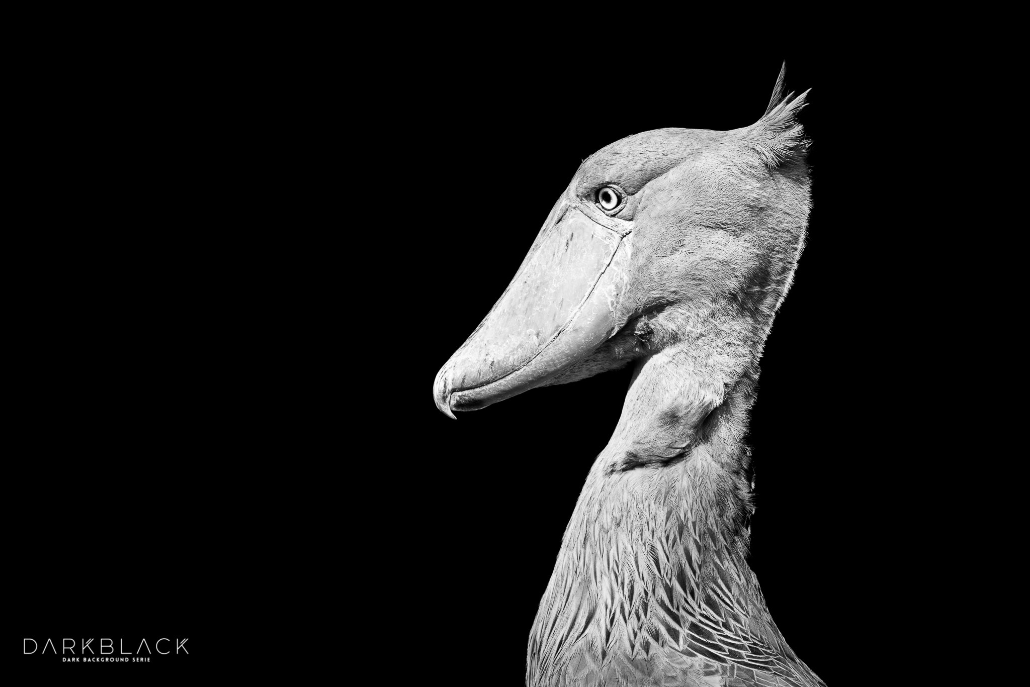 Nikon D800E sample photo. Shoebill stork photography