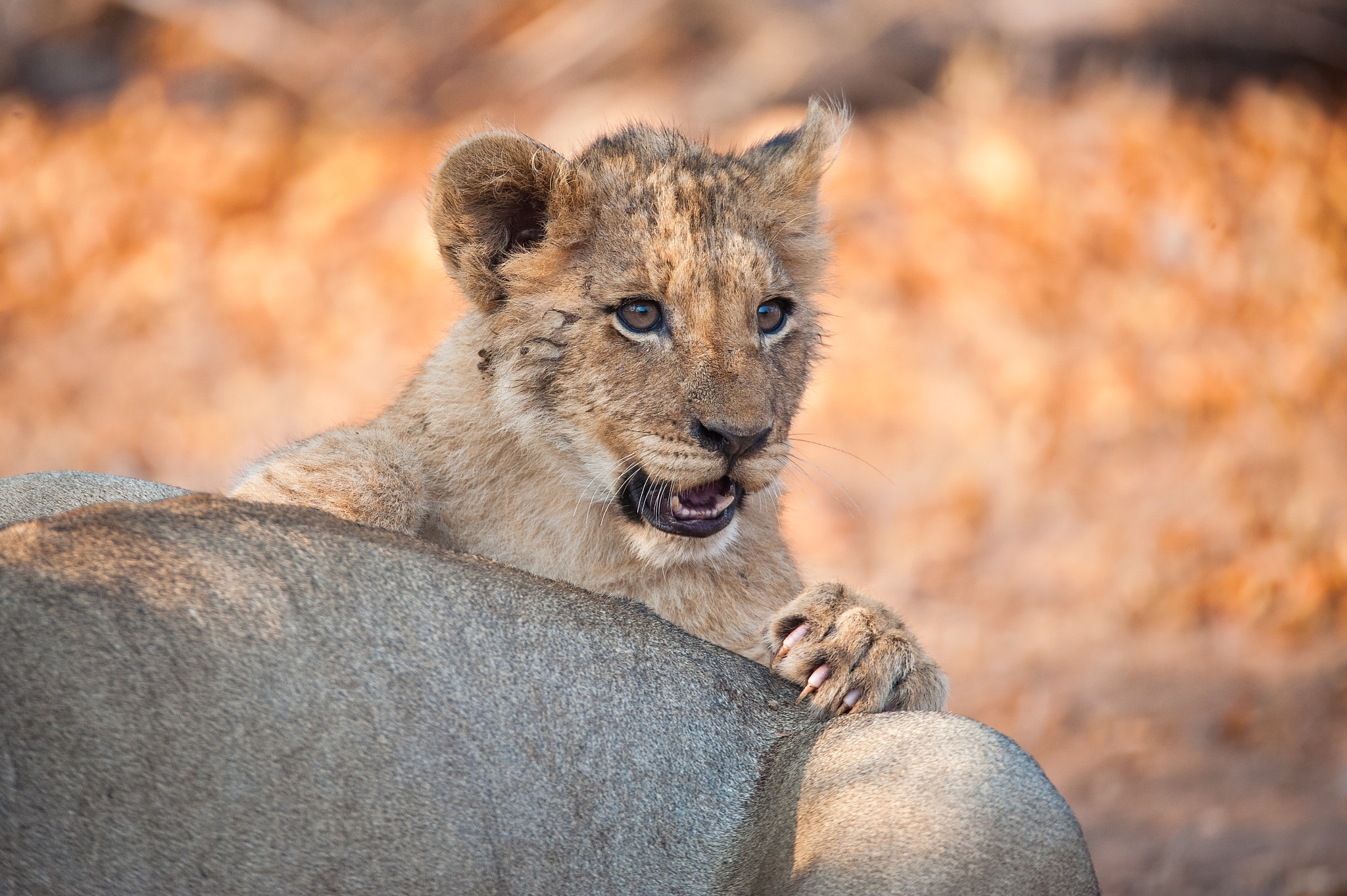 Sigma 150-600mm F5-6.3 DG OS HSM | S sample photo. Little lion photography