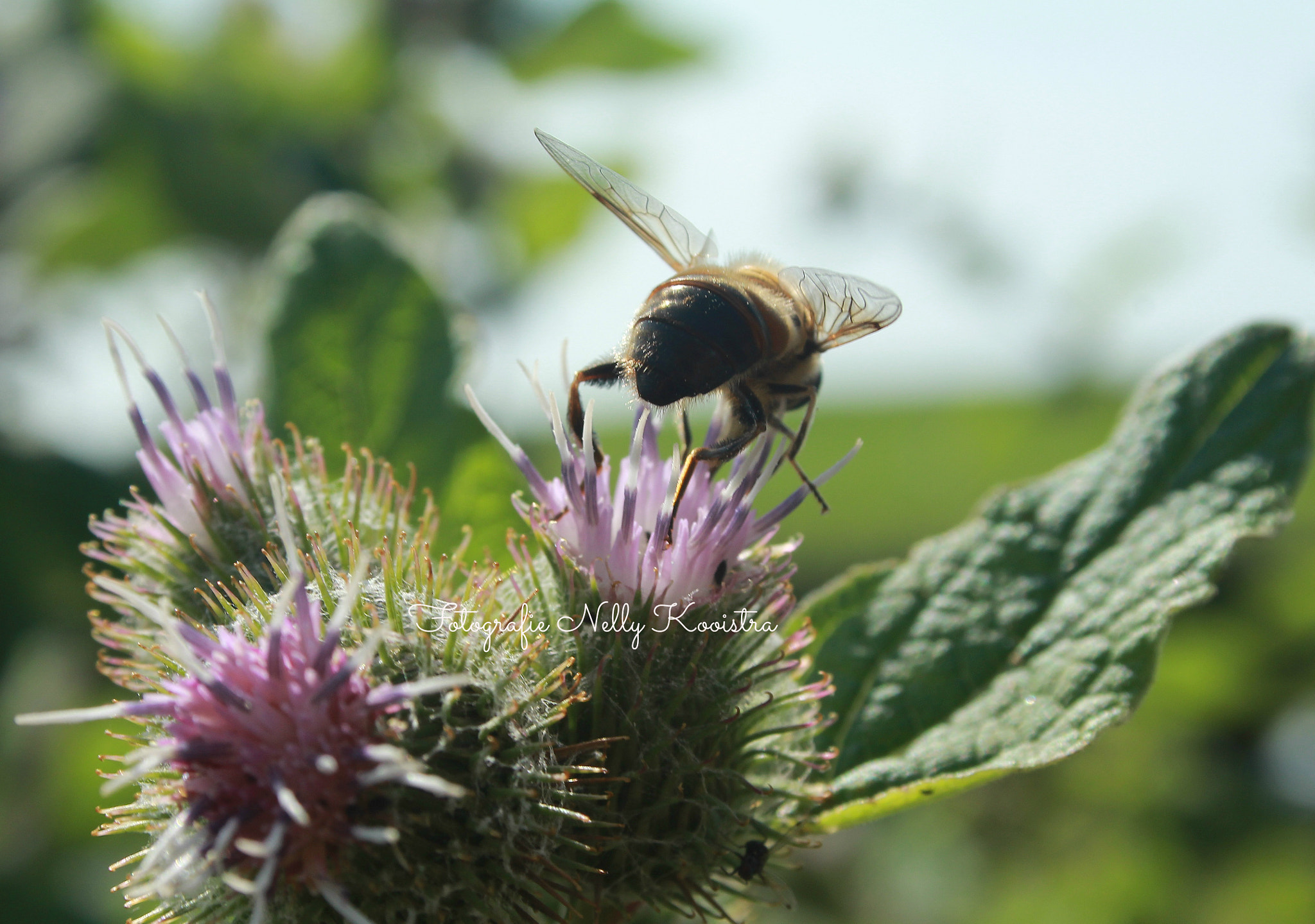 Canon EF-S 18-55mm F3.5-5.6 II sample photo. Bizzy bee photography