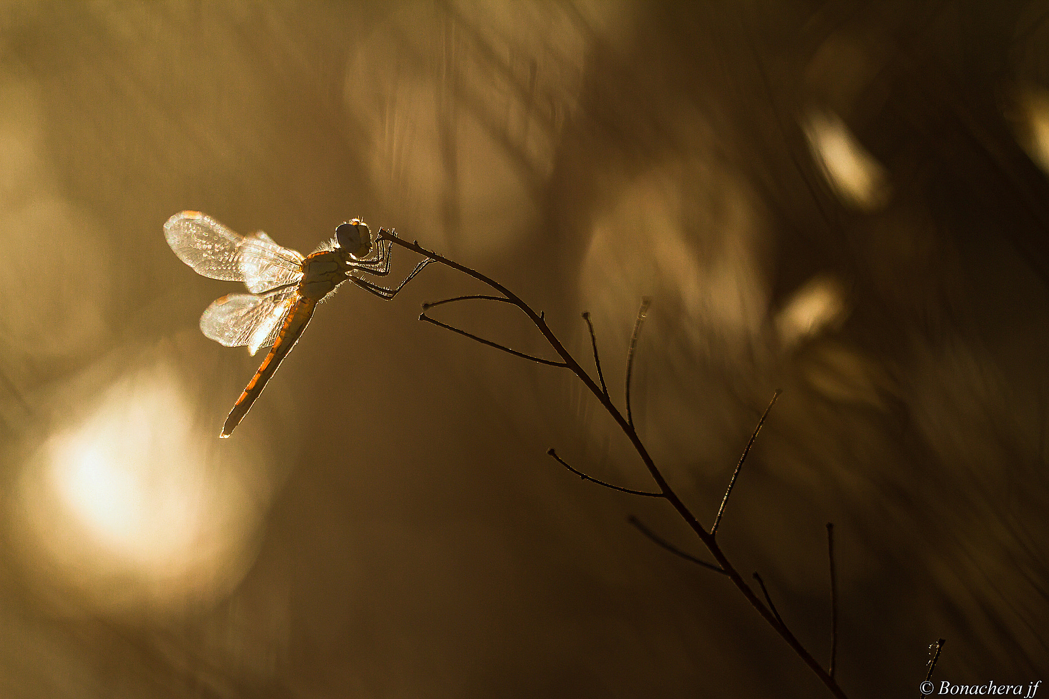 Sigma 150mm f/2.8 EX DG OS HSM APO Macro sample photo. When day ends..... photography