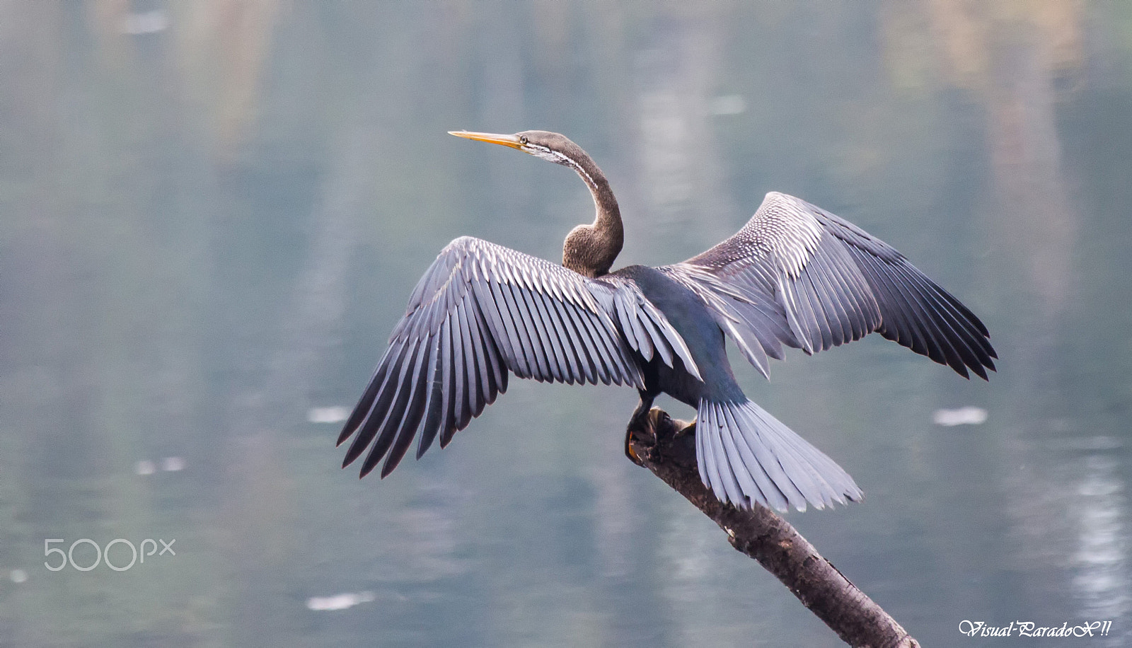 Canon EF 100-400mm F4.5-5.6L IS USM sample photo. Snake bird \ darter photography