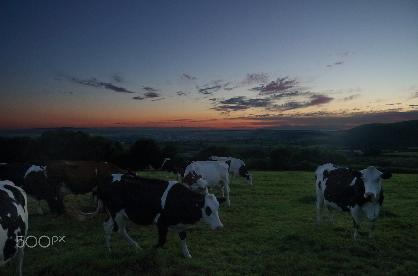 Canon EF-S 17-85mm F4-5.6 IS USM sample photo. Sunset cattle photography