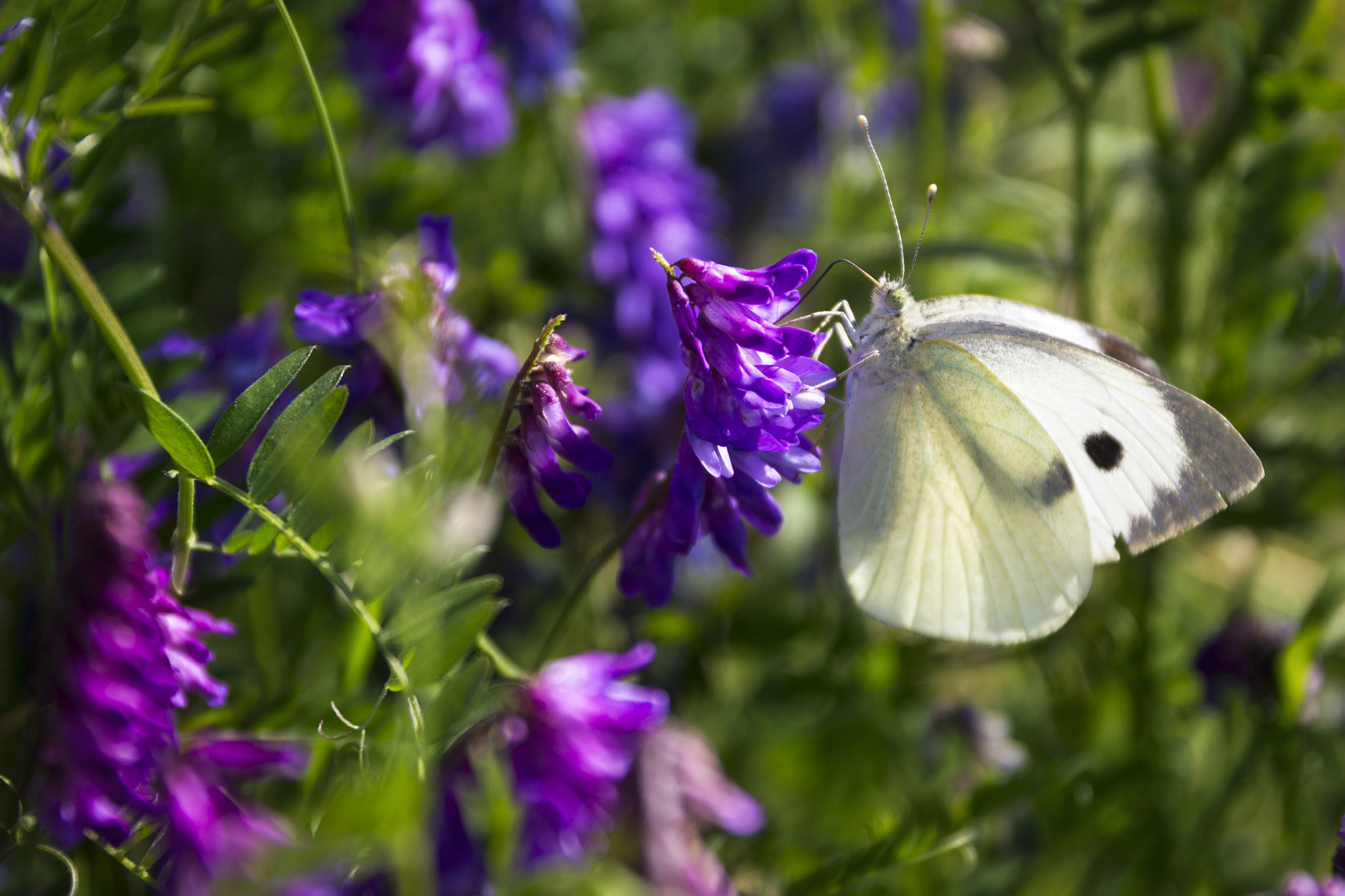 Canon EOS 550D (EOS Rebel T2i / EOS Kiss X4) sample photo. Papillon photography