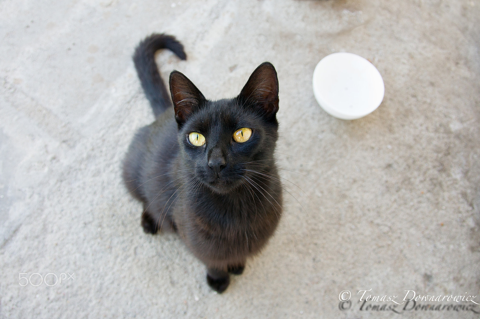 Sony Alpha DSLR-A550 sample photo. Feed me human! photography