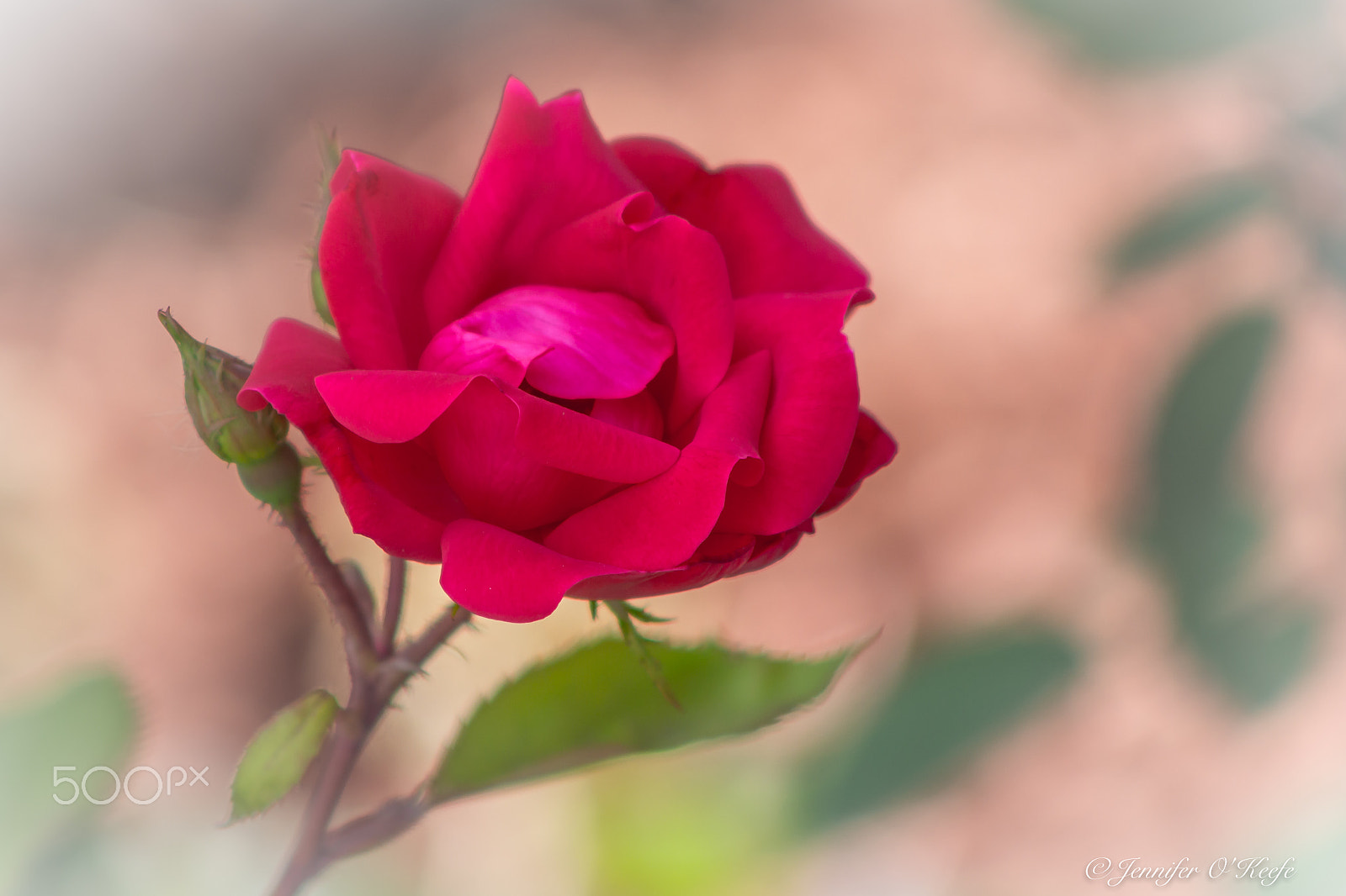 Canon EF 75-300mm f/4-5.6 USM sample photo. Single rose photography