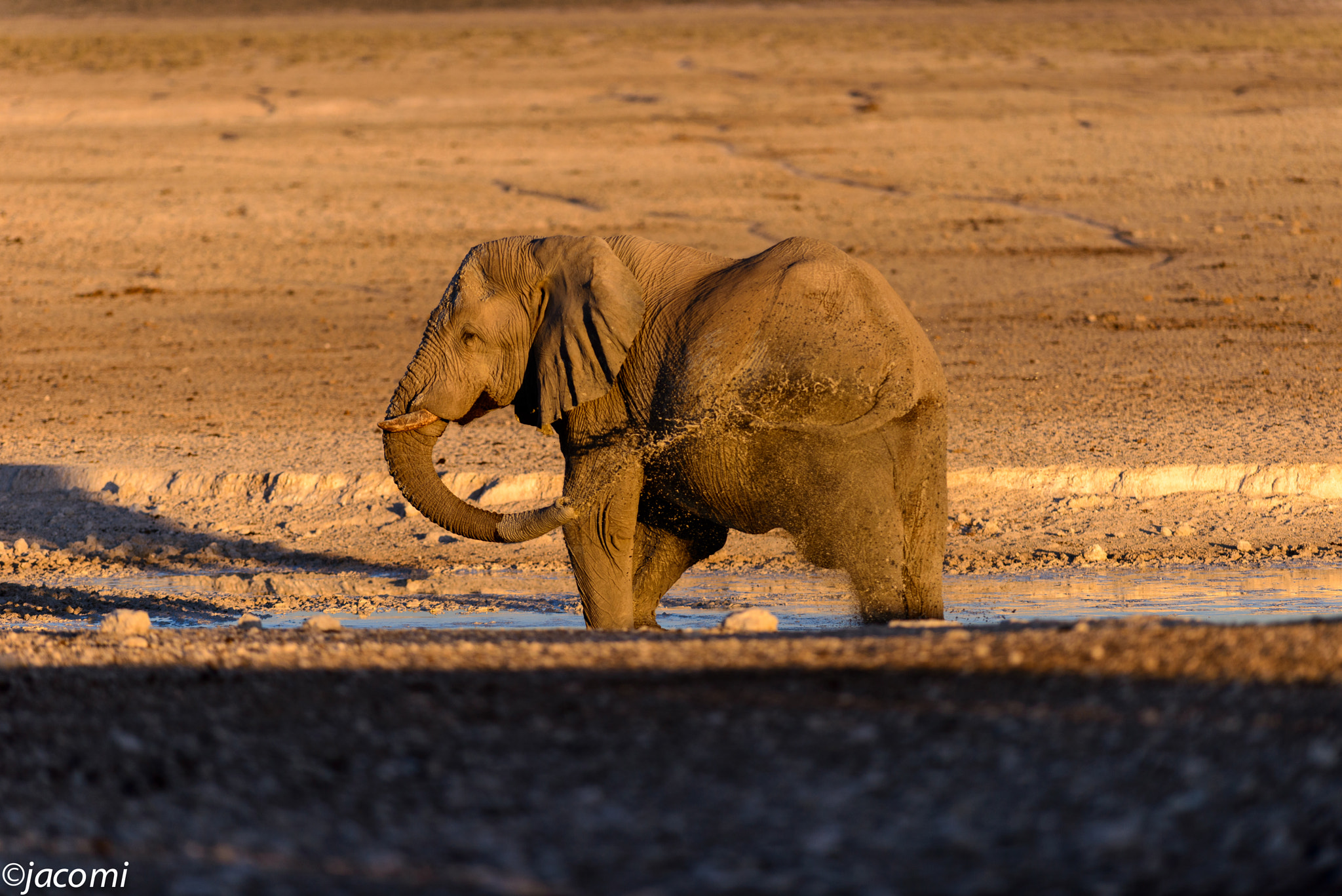 Nikon D800 + Nikon AF-S Nikkor 300mm F2.8G ED-IF VR sample photo. Untitled photography