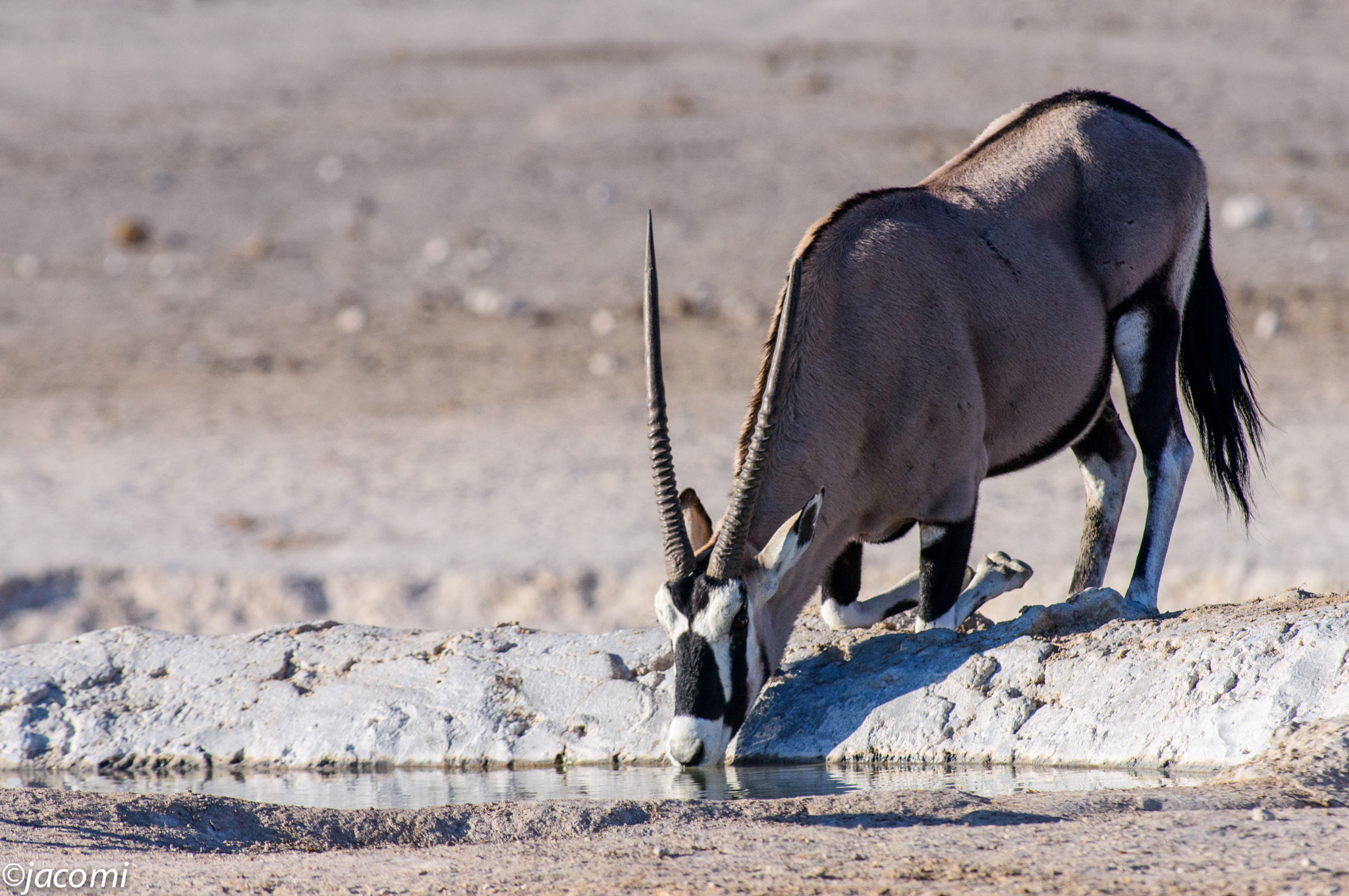 Nikon D800 + Nikon AF-S Nikkor 300mm F2.8G ED-IF VR sample photo. Untitled photography