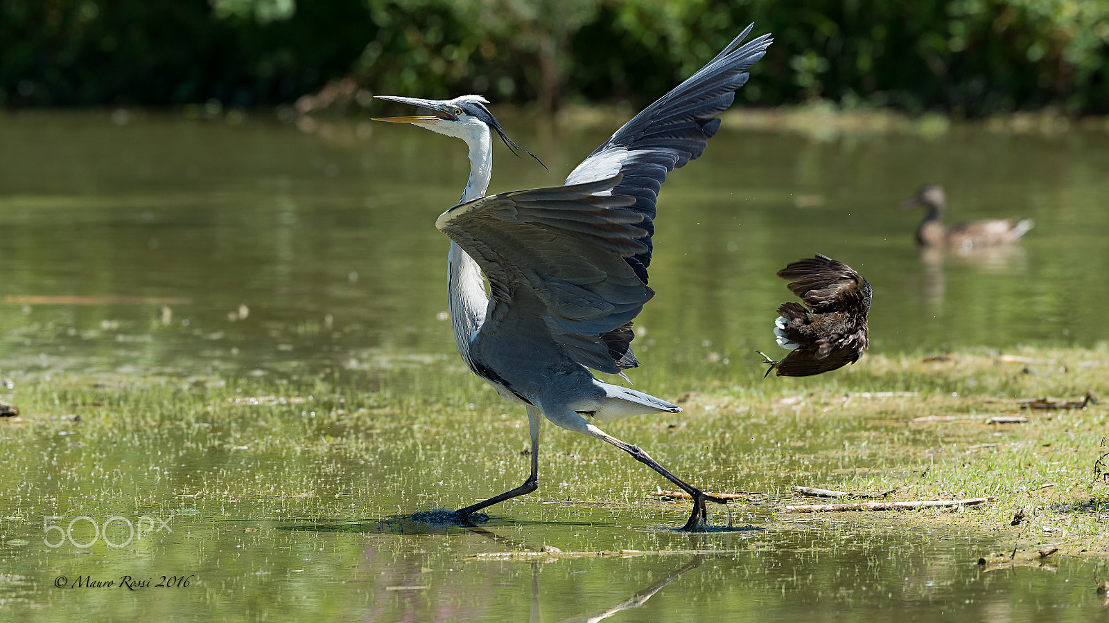 Nikon AF-S Nikkor 500mm F4E FL ED VR sample photo. Struggle for life - gallinula chloropus vs ardea c photography