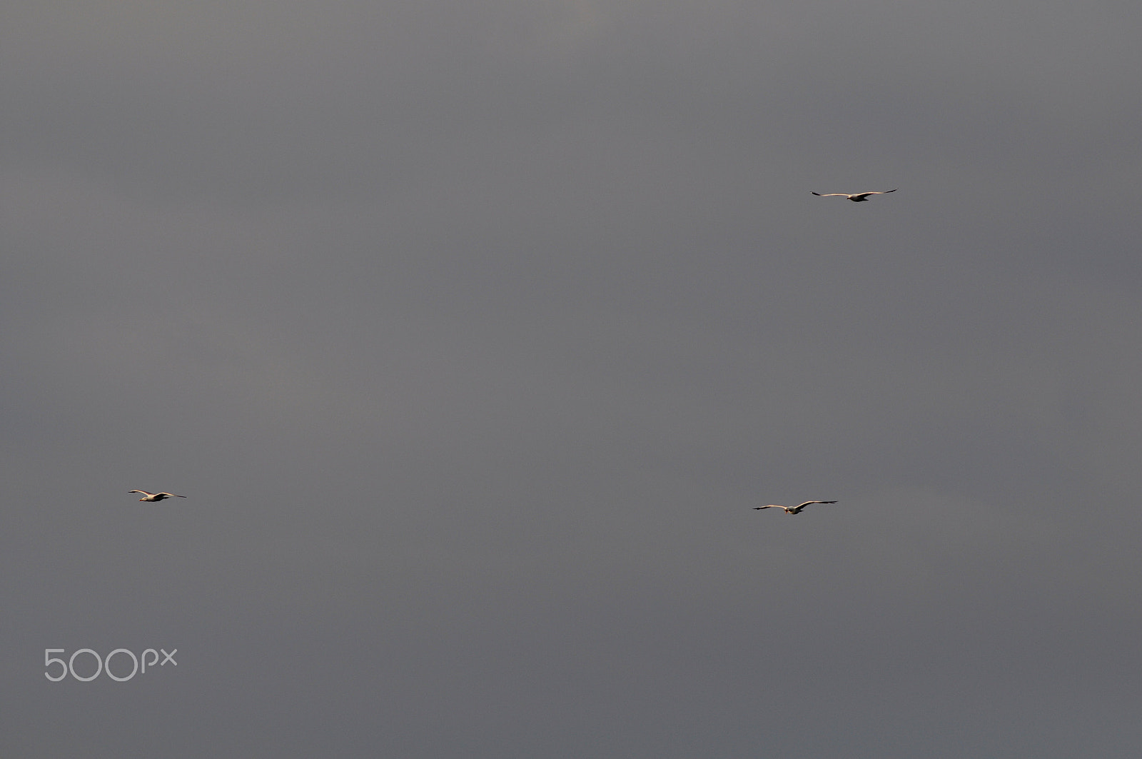 Nikon D90 + AF Nikkor 180mm f/2.8 IF-ED sample photo. The fliers photography