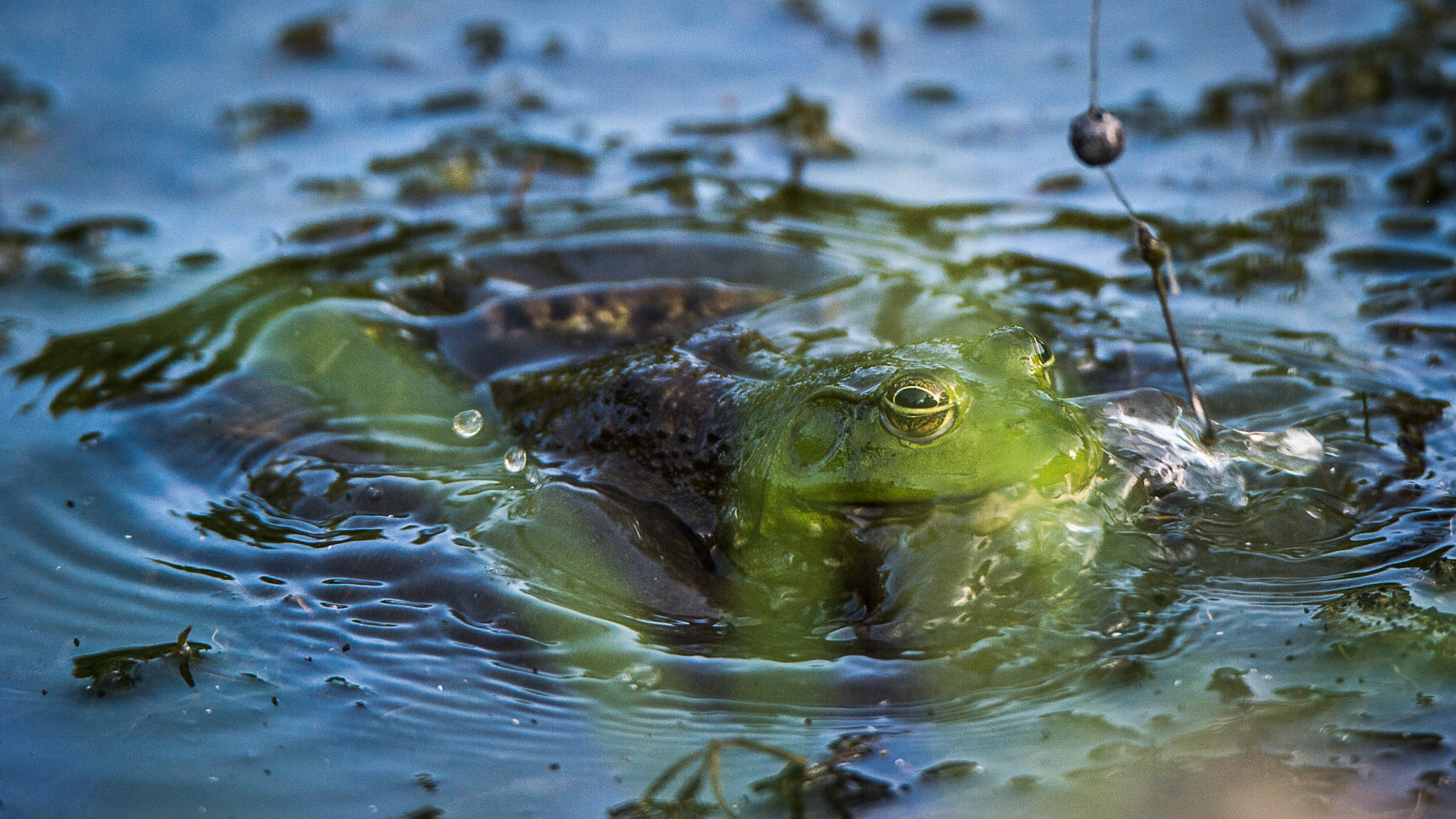 Nikon Df sample photo. Bait thief photography