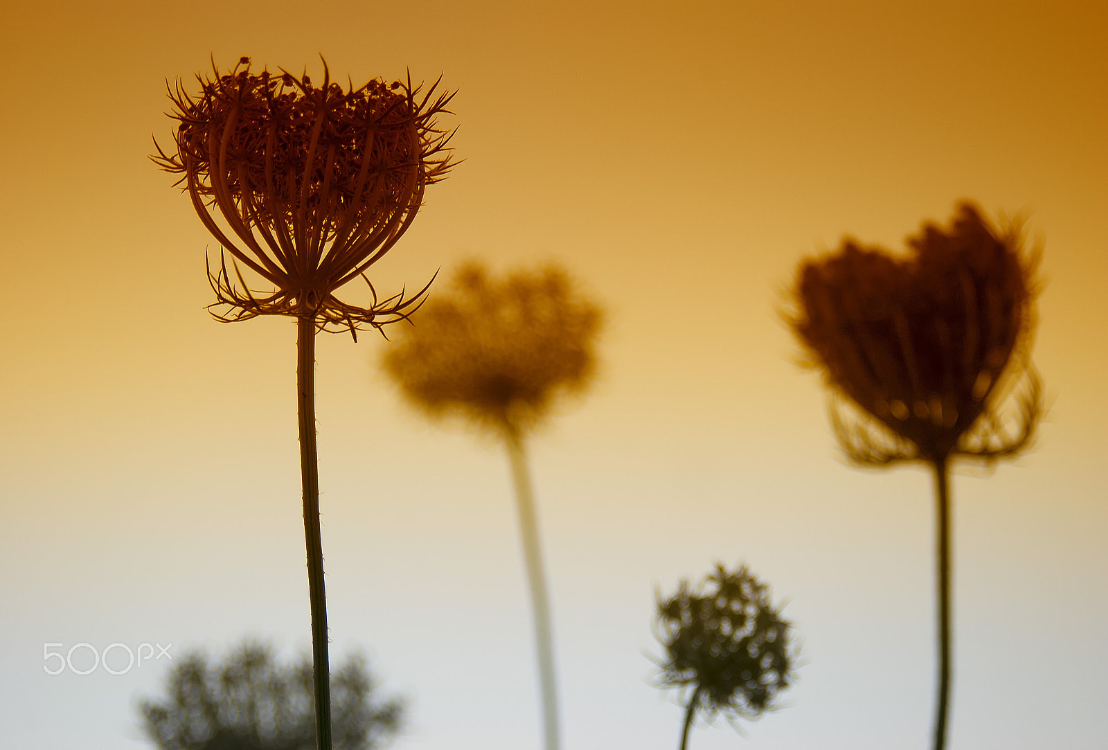 AF Zoom-Nikkor 28-80mm f/3.3-5.6G sample photo. Wildflowers in the evening photography