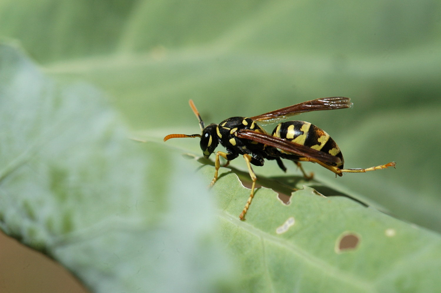 Nikon D70s + Sigma Macro 90mm F2.8 sample photo. A photography