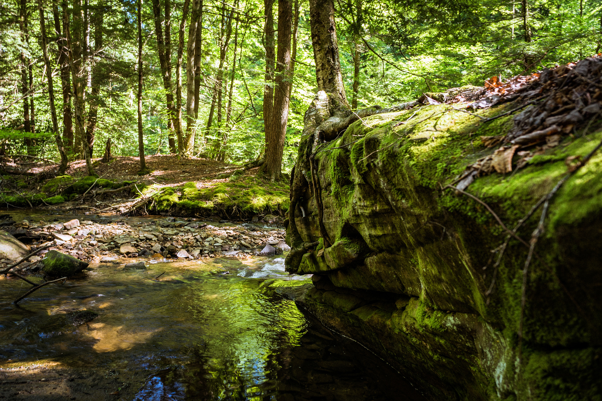 Sony a7 II + Sony E 18-55mm F3.5-5.6 OSS sample photo. Forest photography