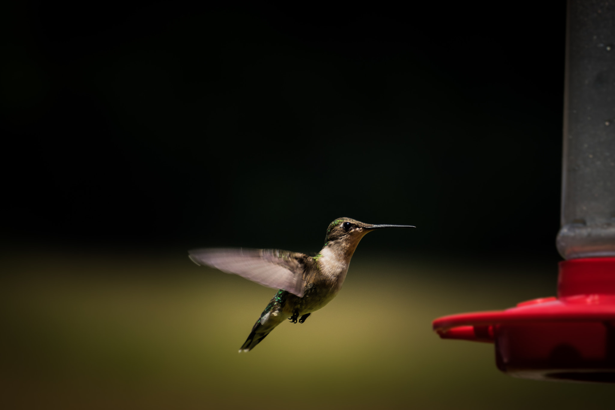 Sony E 55-210mm F4.5-6.3 OSS sample photo. Hummingbird_2 photography