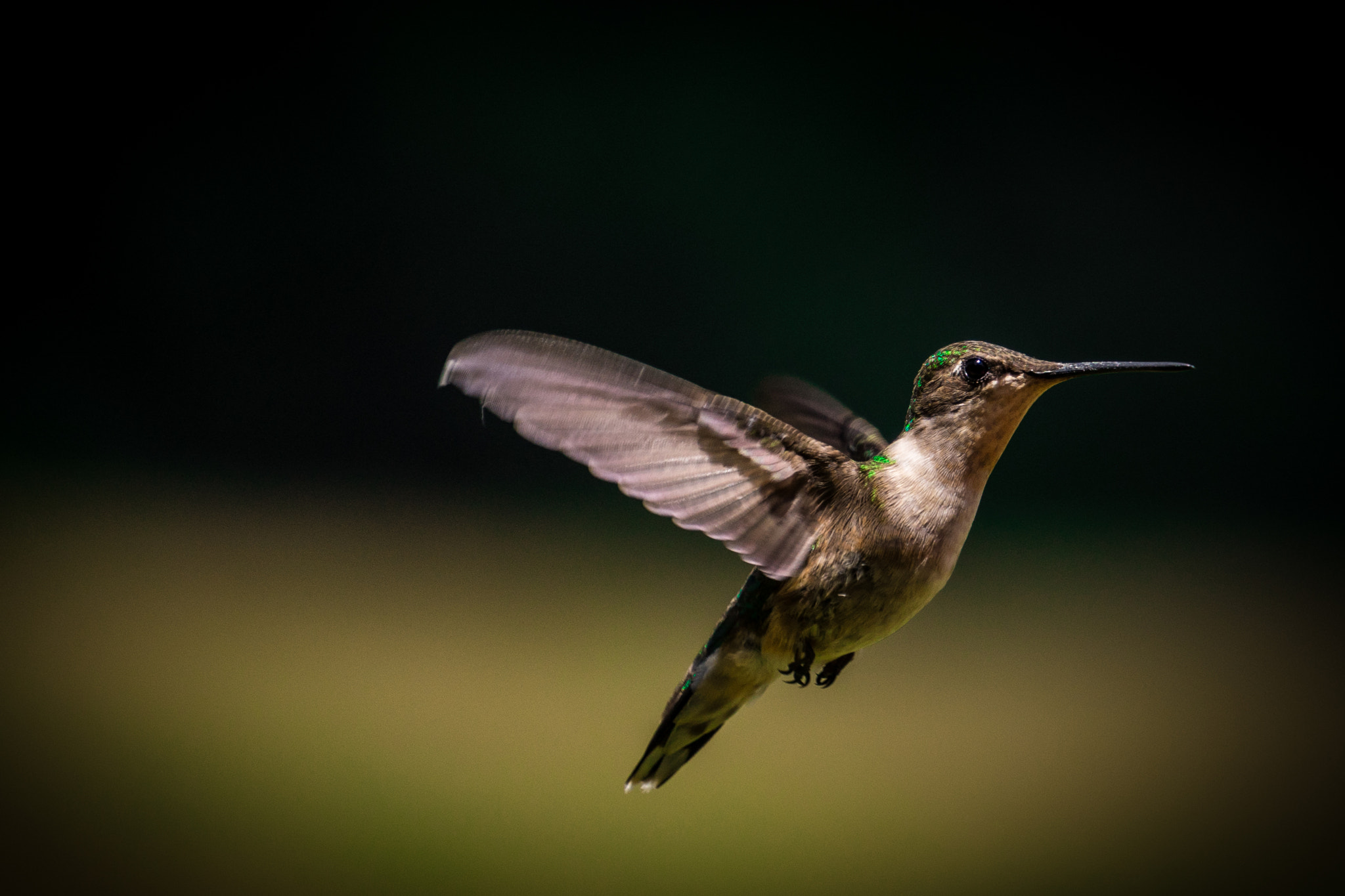 Sony E 55-210mm F4.5-6.3 OSS sample photo. Hummingbird_1 photography