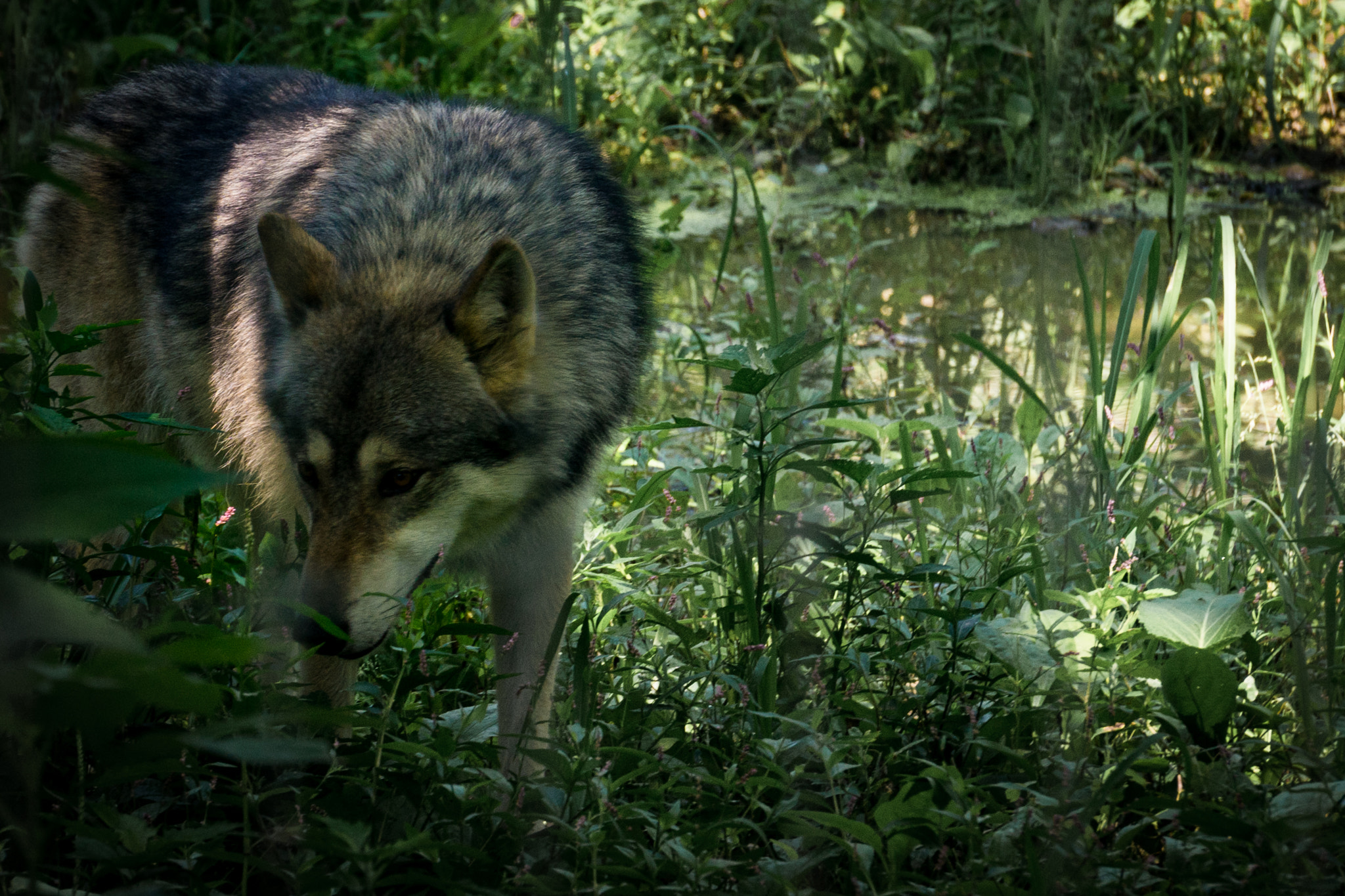 Sony E 55-210mm F4.5-6.3 OSS sample photo. Wolf photography