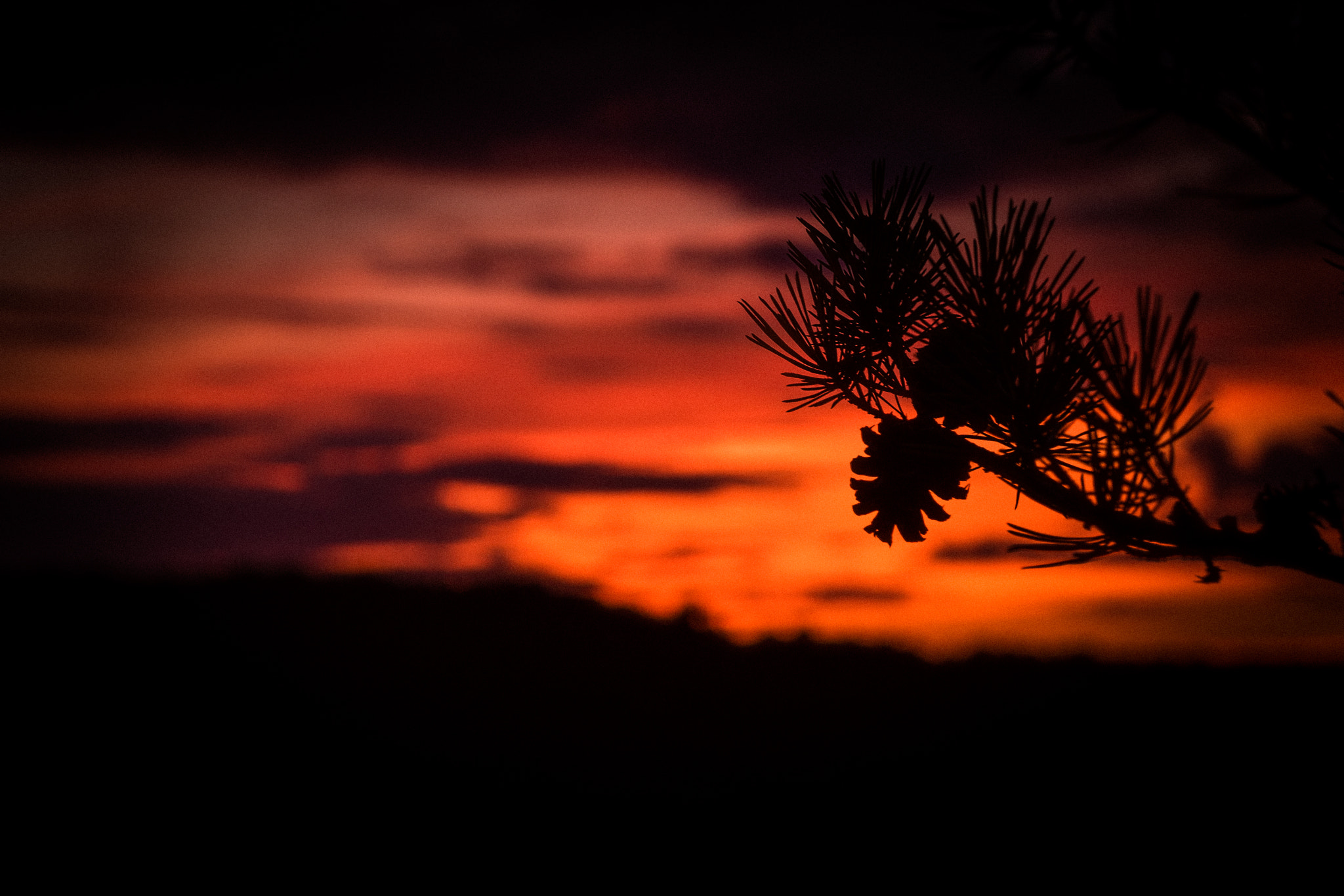 Sony a7 II + Sony E 18-55mm F3.5-5.6 OSS sample photo. Sunset pinecone photography
