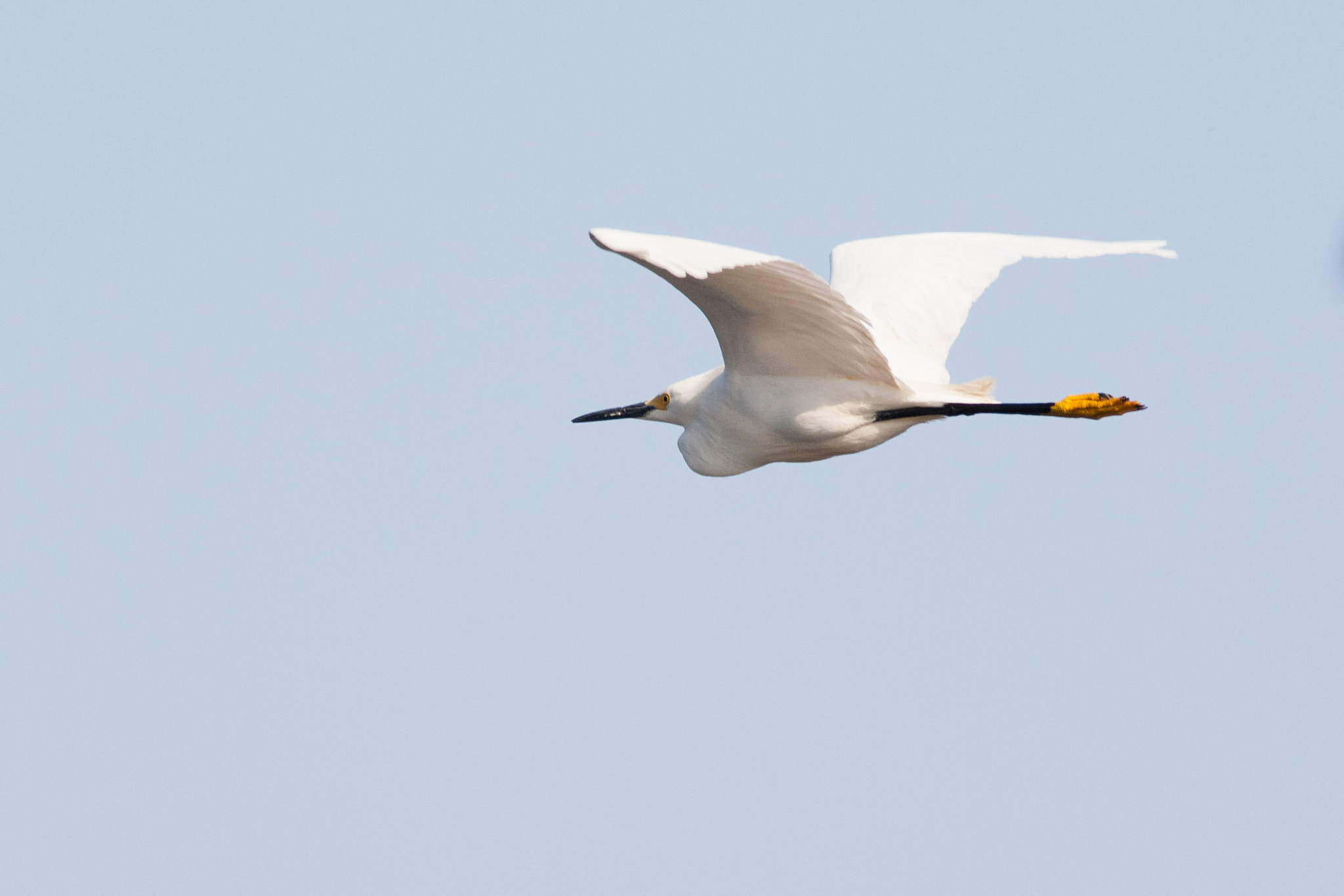Canon EOS-1D Mark III + Canon EF 400mm F5.6L USM sample photo. Snowy egret in flight photography