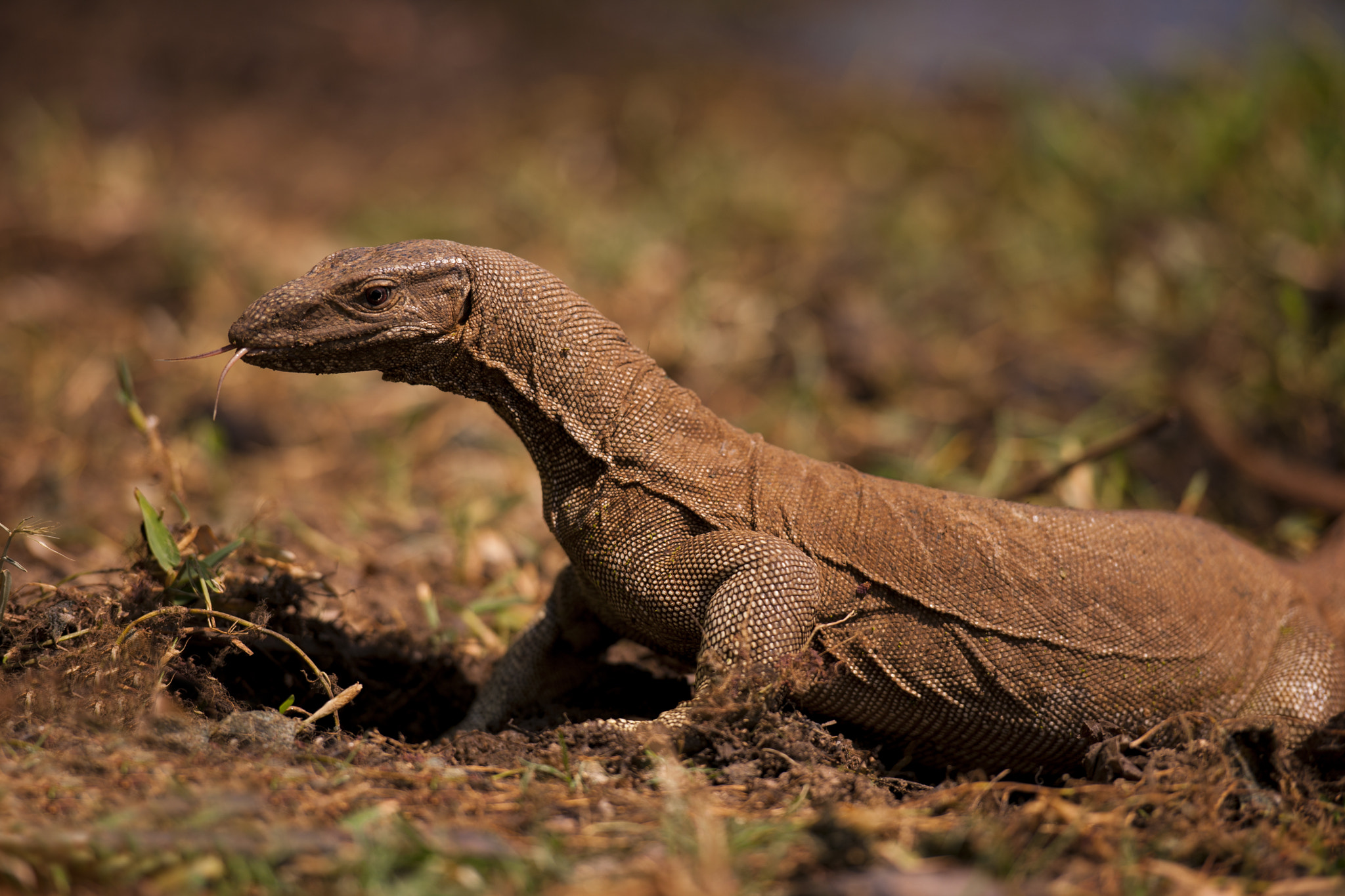 Nikon D3X sample photo. Monitor lizard photography