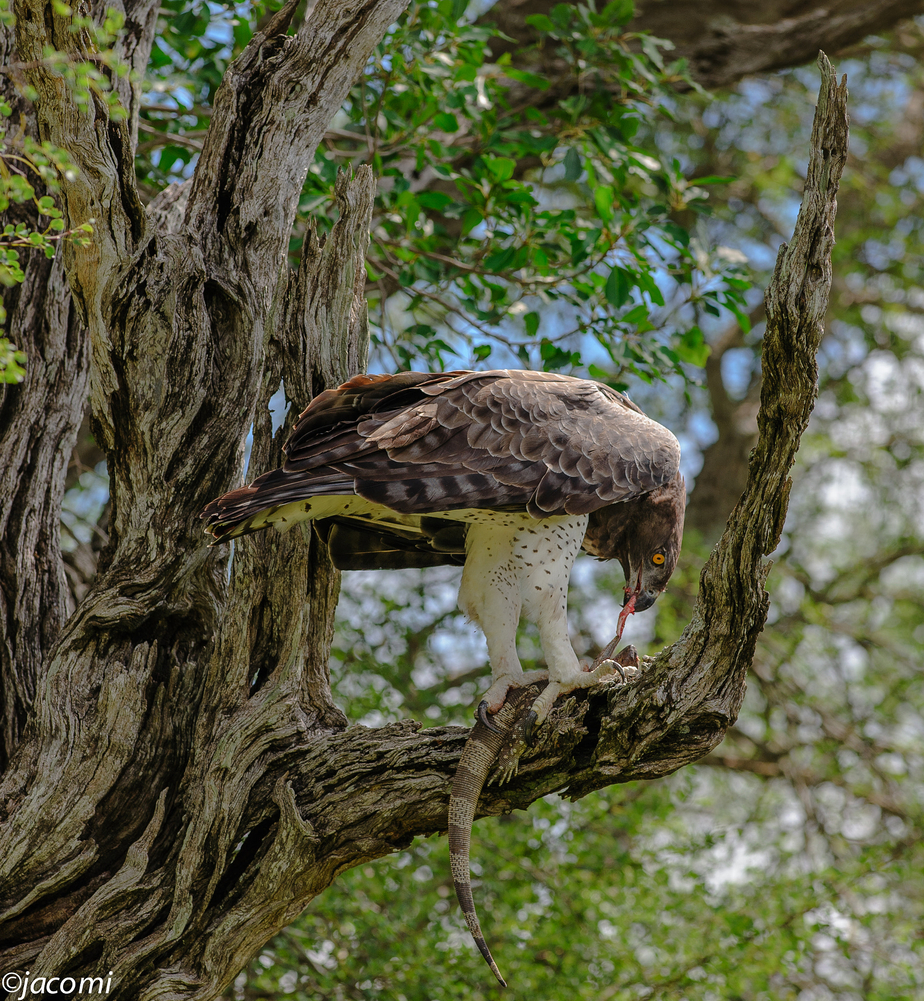 Nikon AF-S Nikkor 300mm F2.8G ED VR II sample photo
