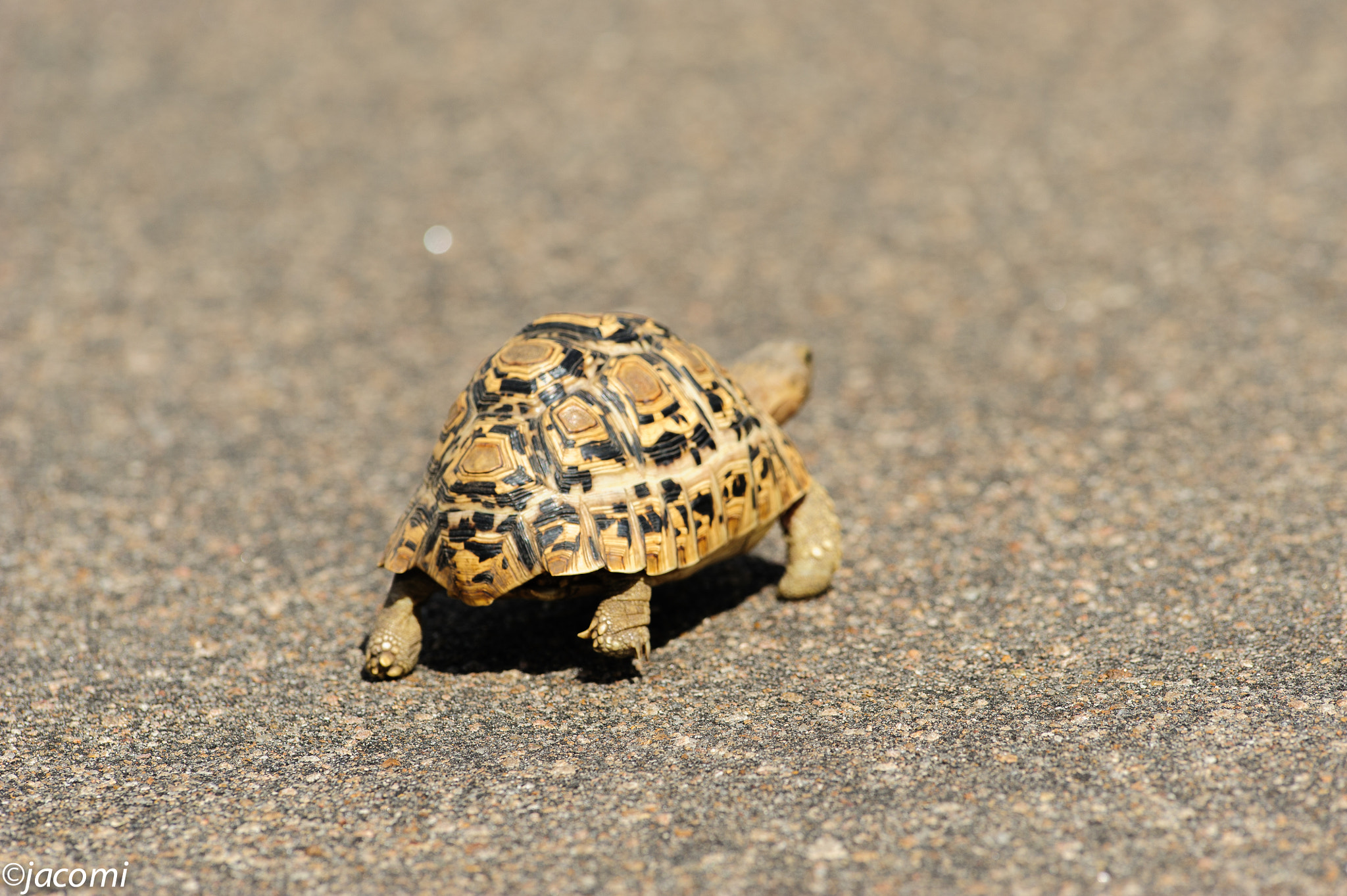 Nikon AF-S Nikkor 300mm F2.8G ED VR II sample photo