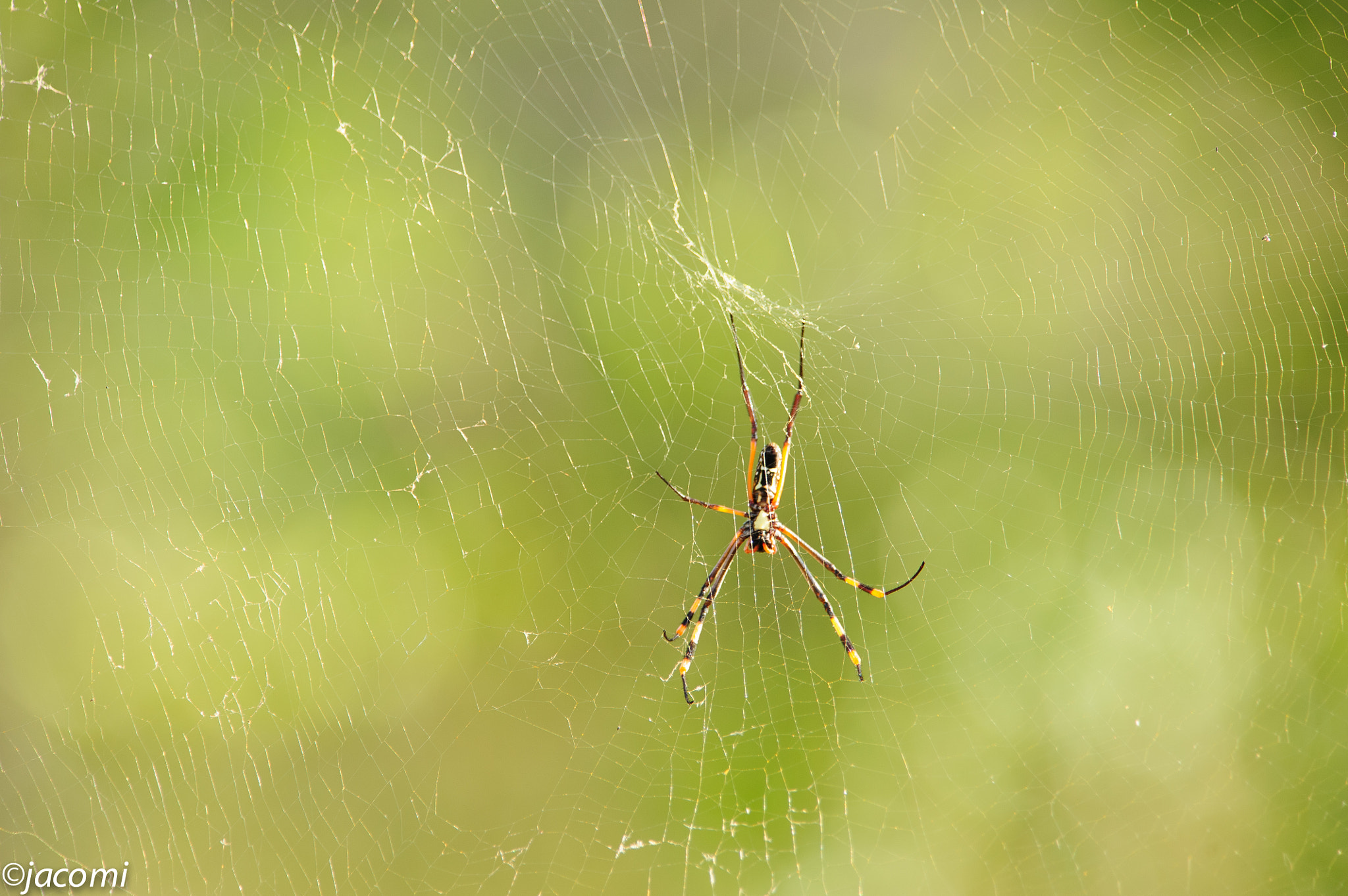 Nikon AF-S Nikkor 300mm F2.8G ED VR II sample photo