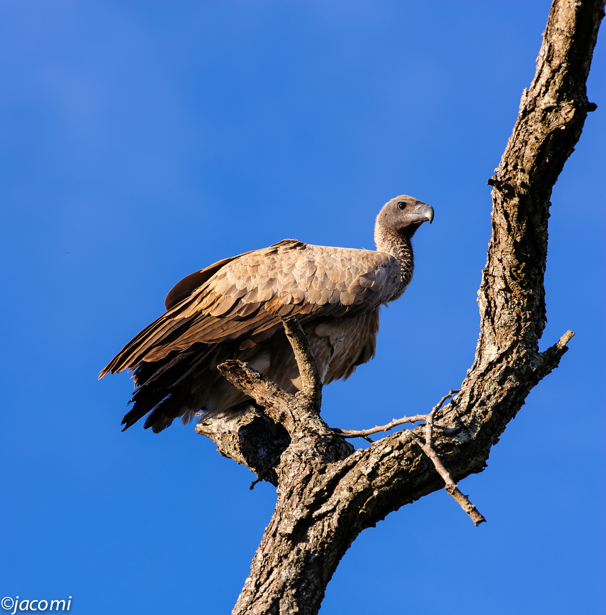 Nikon AF-S Nikkor 300mm F2.8G ED VR II sample photo