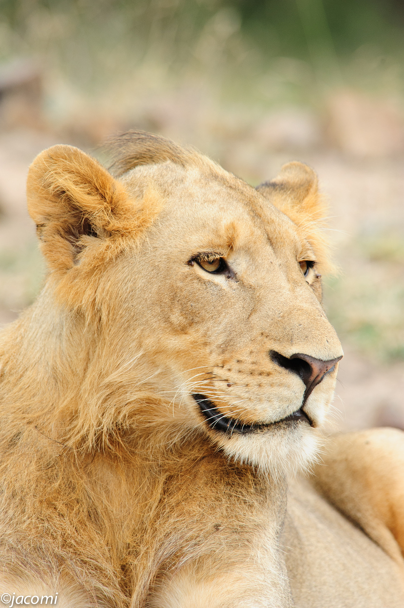 Nikon AF-S Nikkor 300mm F2.8G ED VR II sample photo