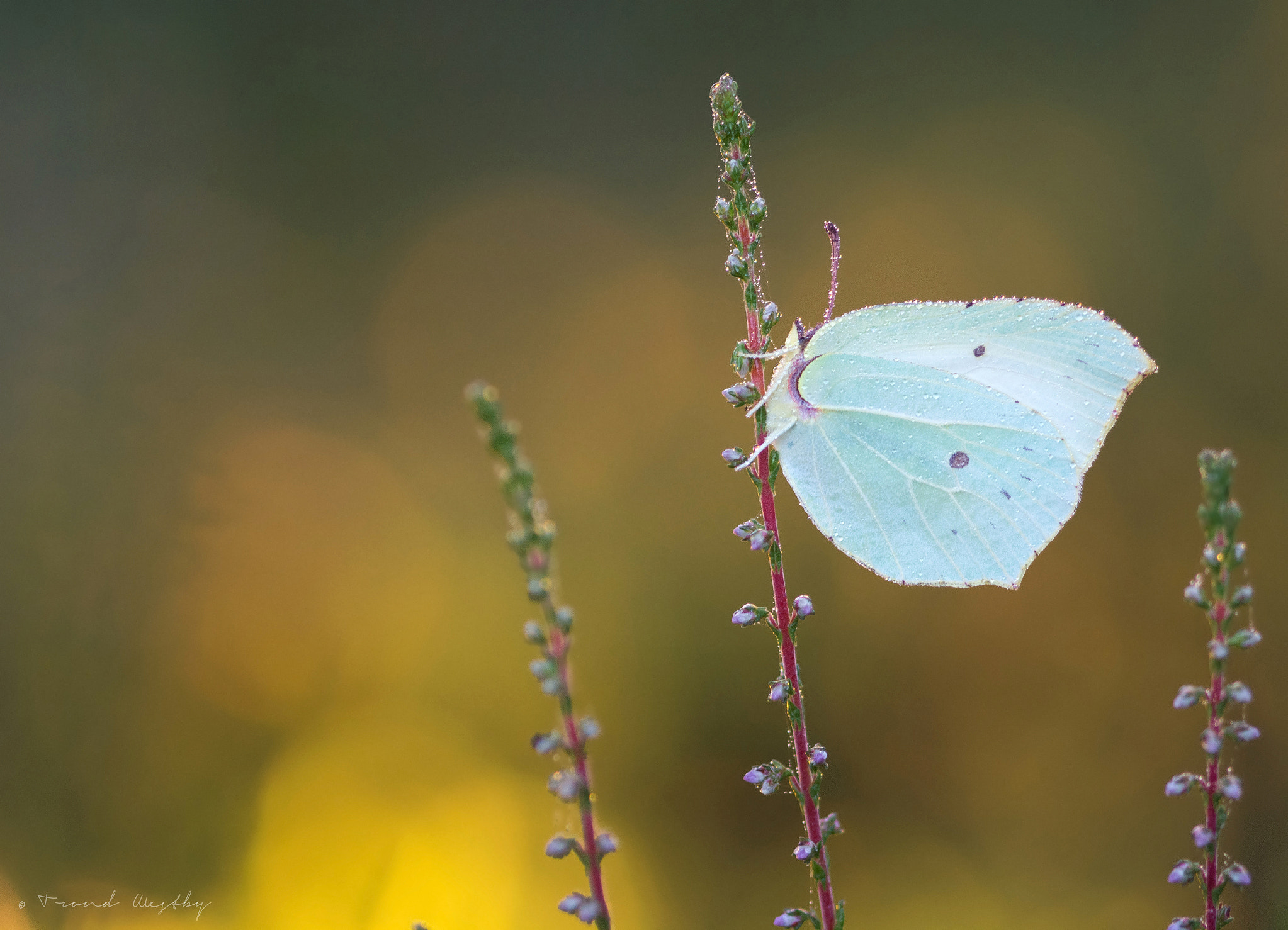 Nikon D7100 + Sigma 105mm F2.8 EX DG Macro sample photo. Brimstone photography