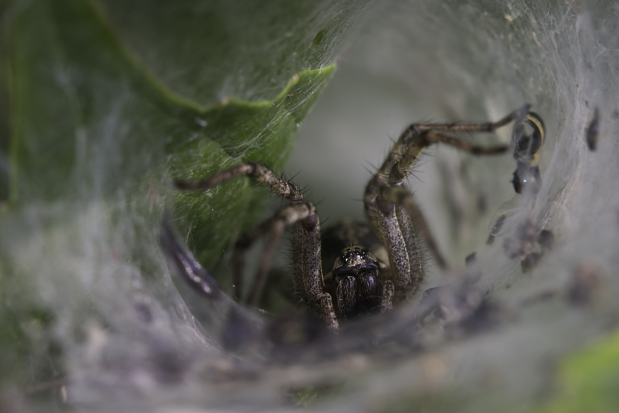 Sigma 150mm f/2.8 EX DG OS HSM APO Macro sample photo. Spin photography