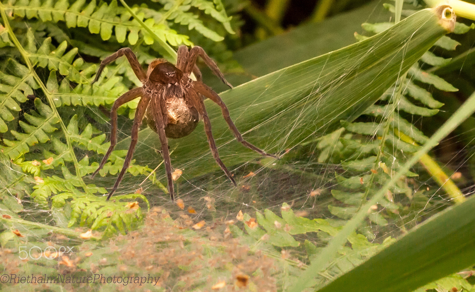 Canon EOS 50D + Canon EF 100mm F2.8L Macro IS USM sample photo. Great raft spider photography