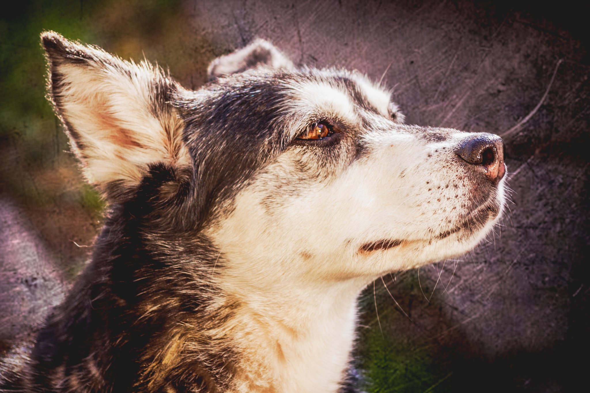 Sigma 50-200mm F4-5.6 DC OS HSM sample photo. Street dog photography