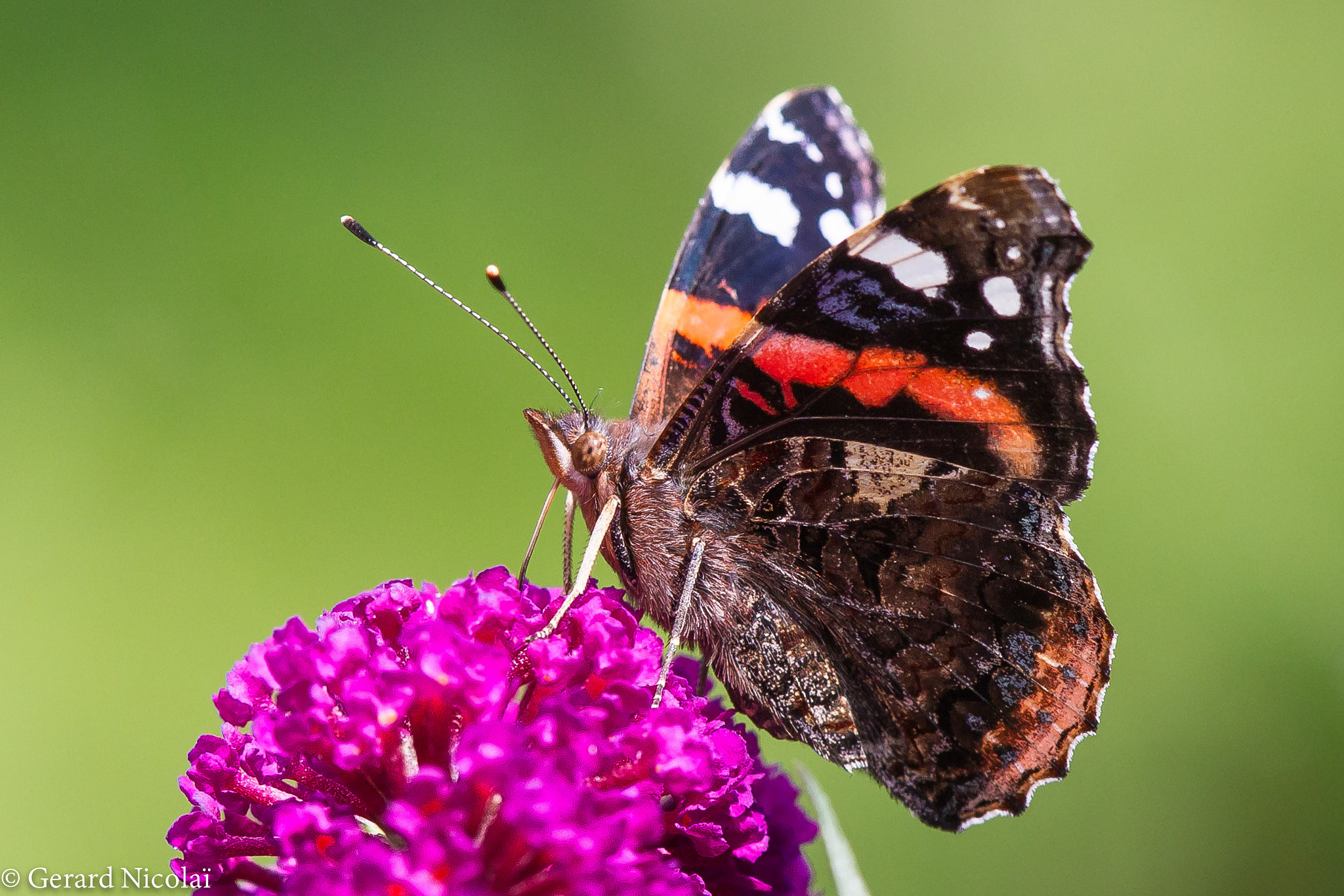Canon EOS 7D + Canon EF 300mm F2.8L IS USM sample photo. Red admiral butterfly photography