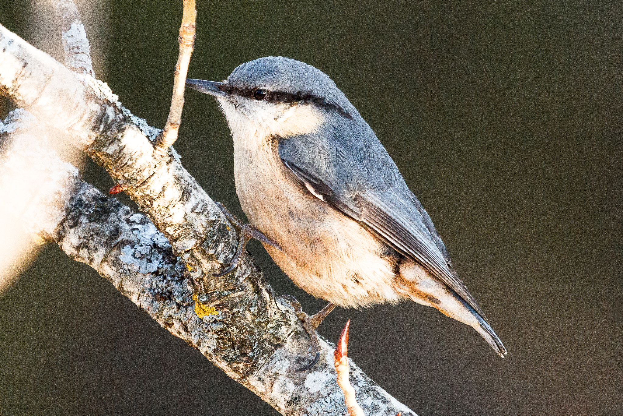 Canon EOS 60D + Canon EF 100-400mm F4.5-5.6L IS USM sample photo. Eurasian nuthatch photography