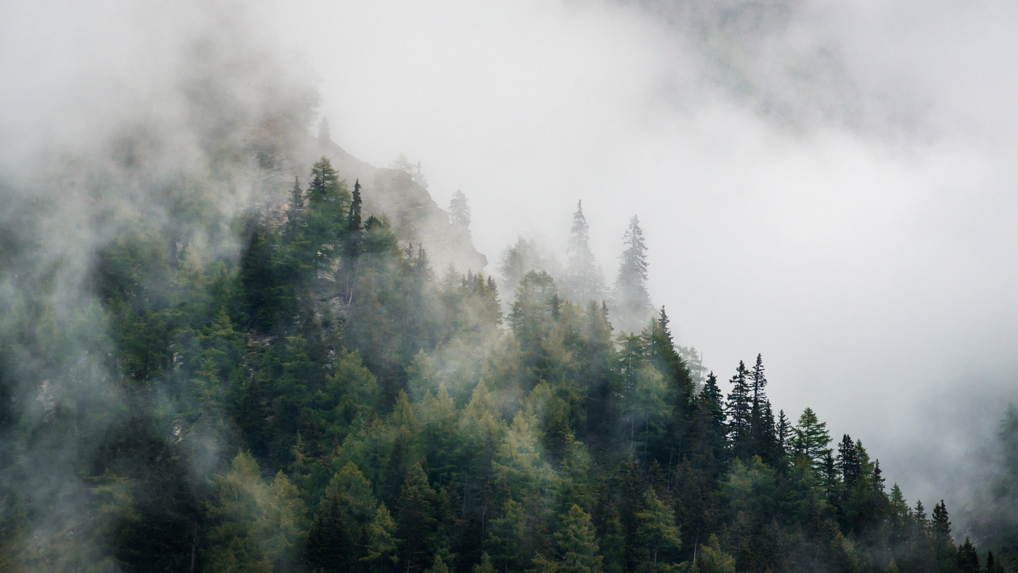 Nikon D800 + Sigma 70-200mm F2.8 EX DG OS HSM sample photo. Trees photography