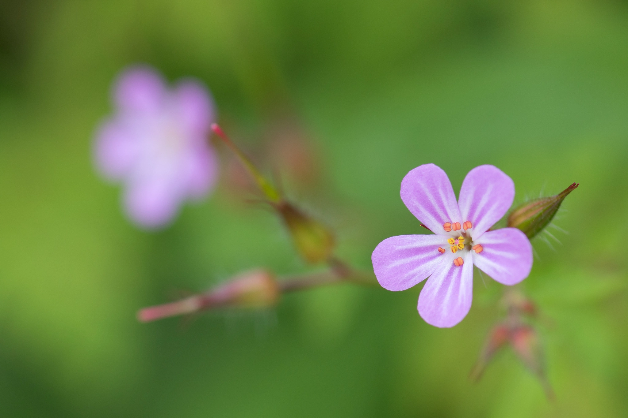 Canon EF 100mm F2.8 Macro USM sample photo. Woodland geranium - storchenschnabel photography