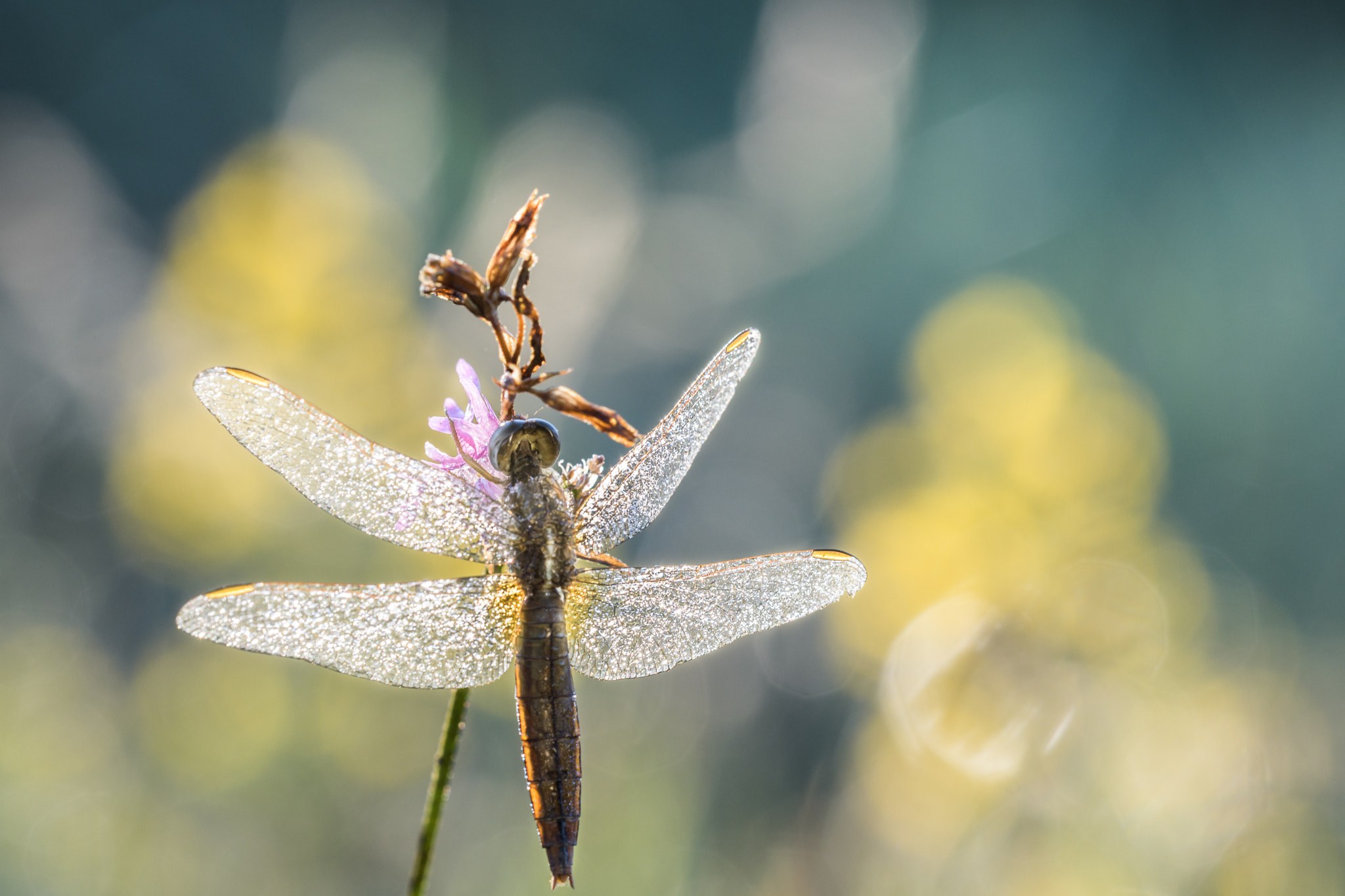 Sigma 150mm F2.8 EX DG OS Macro HSM sample photo. Colors of nature photography