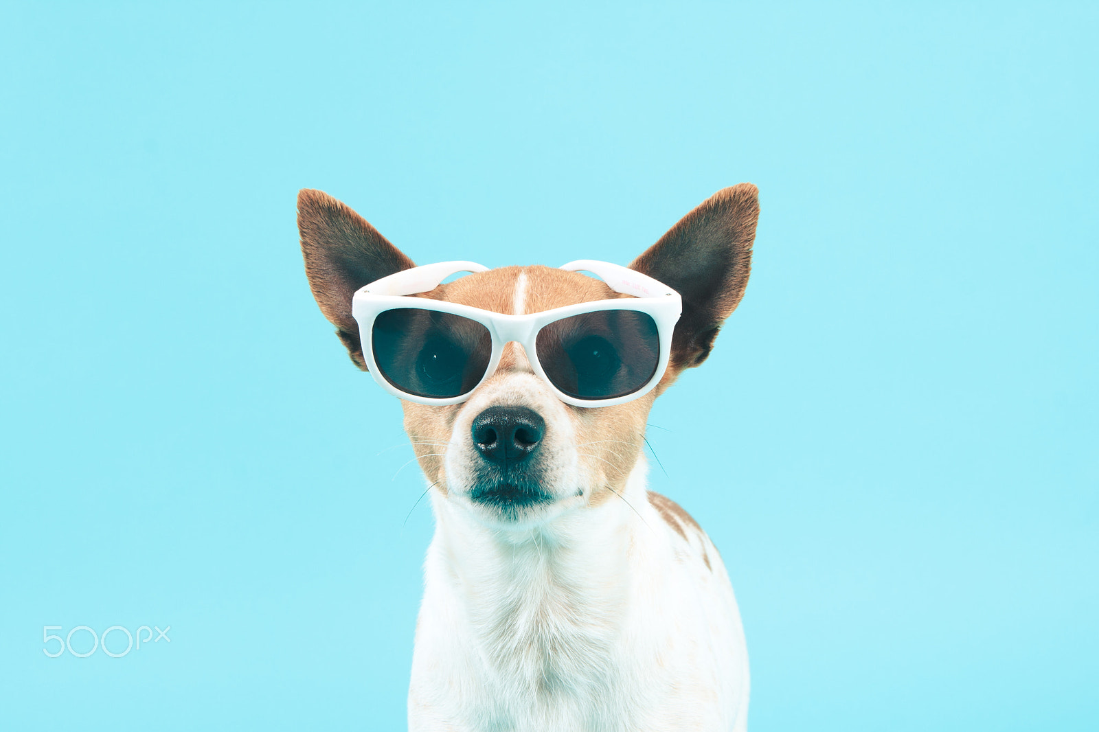 Canon EOS 1000D (EOS Digital Rebel XS / EOS Kiss F) sample photo. Chillhuahua | chihuahua dog wearing sunglasses photography