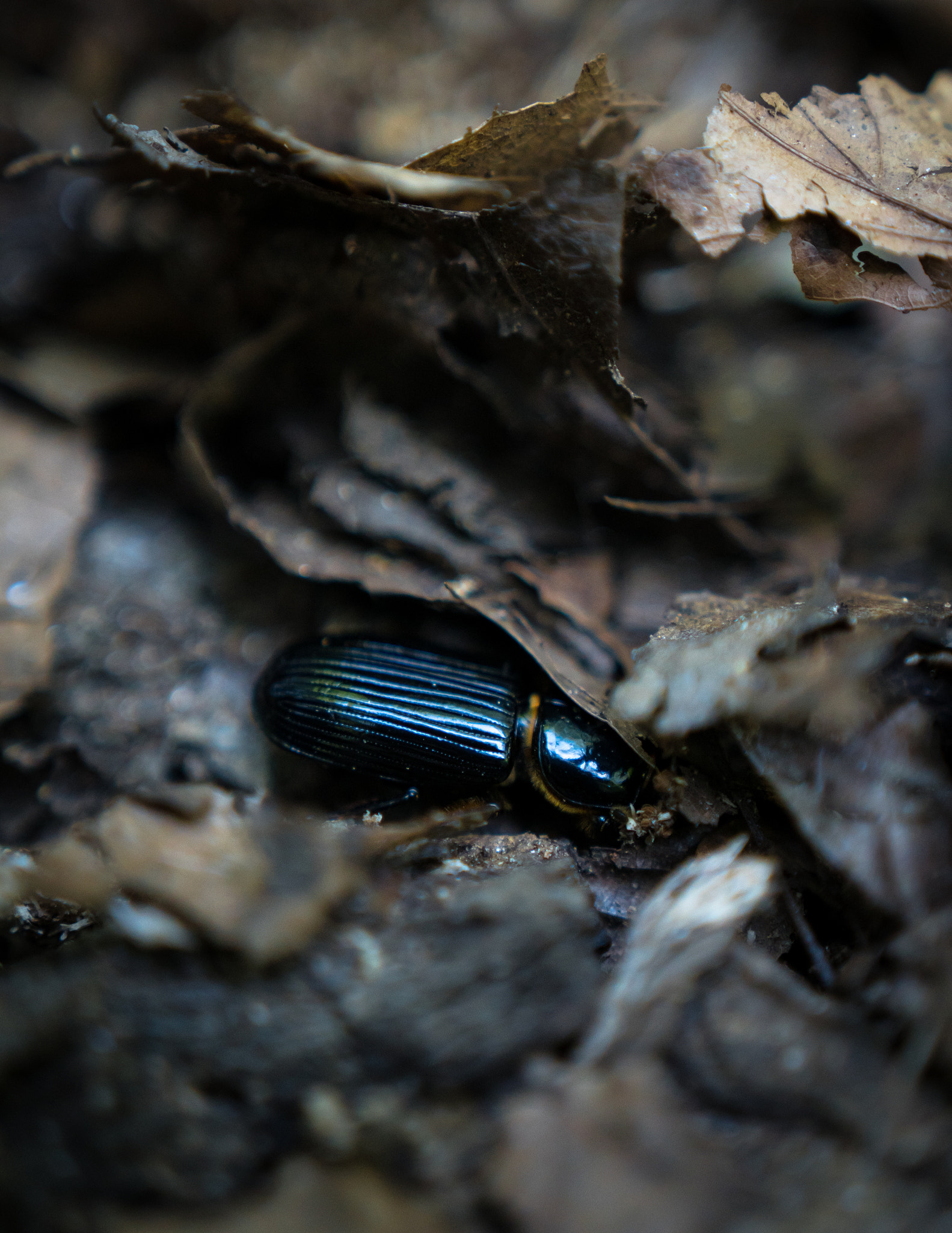 Sony a6300 + 18-35mm F1.8 DC HSM | Art 013 sample photo. Tiny jewel photography