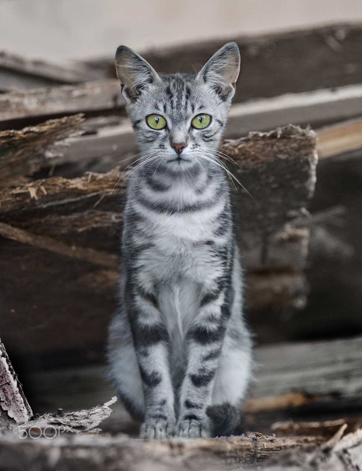 Canon EF 35-80mm f/4-5.6 sample photo. Сat of pharaoh photography