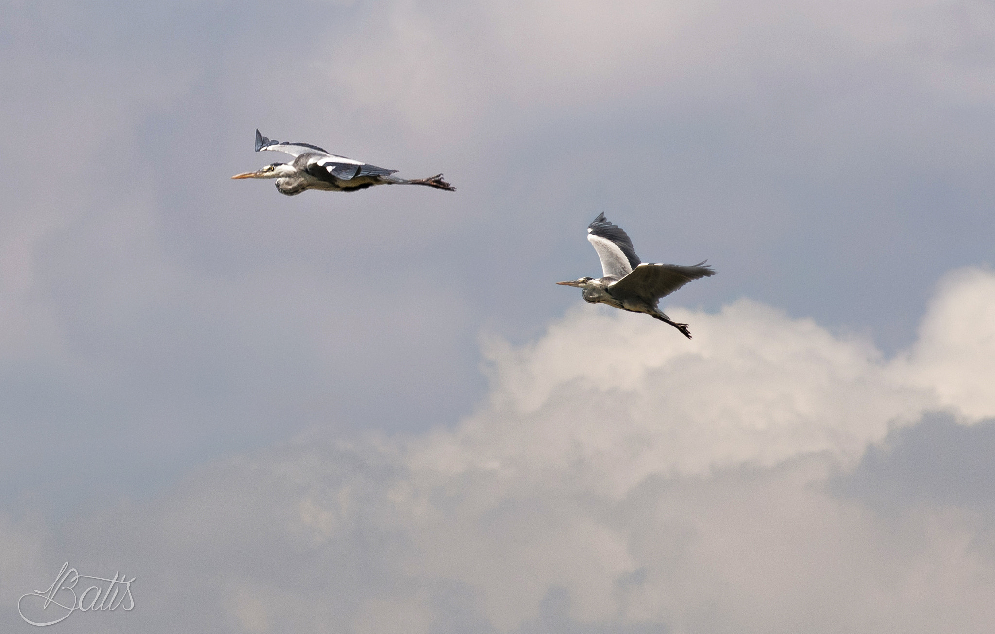AF Zoom-Nikkor 80-200mm f/2.8 ED sample photo. Vuela, vuela alto. photography