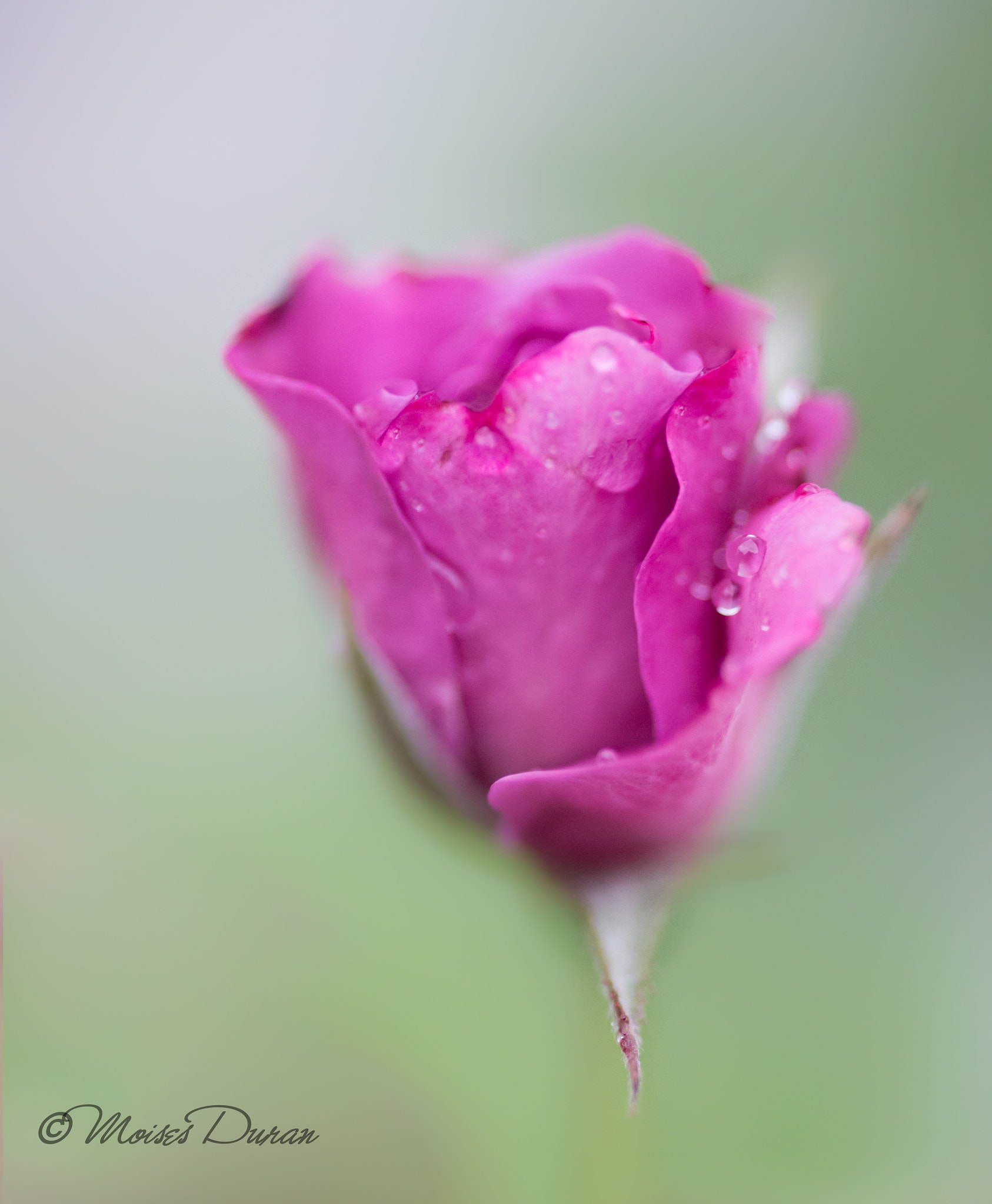 Canon EOS 6D + Sigma 105mm F2.8 EX DG Macro sample photo. Img_8436.jpg photography