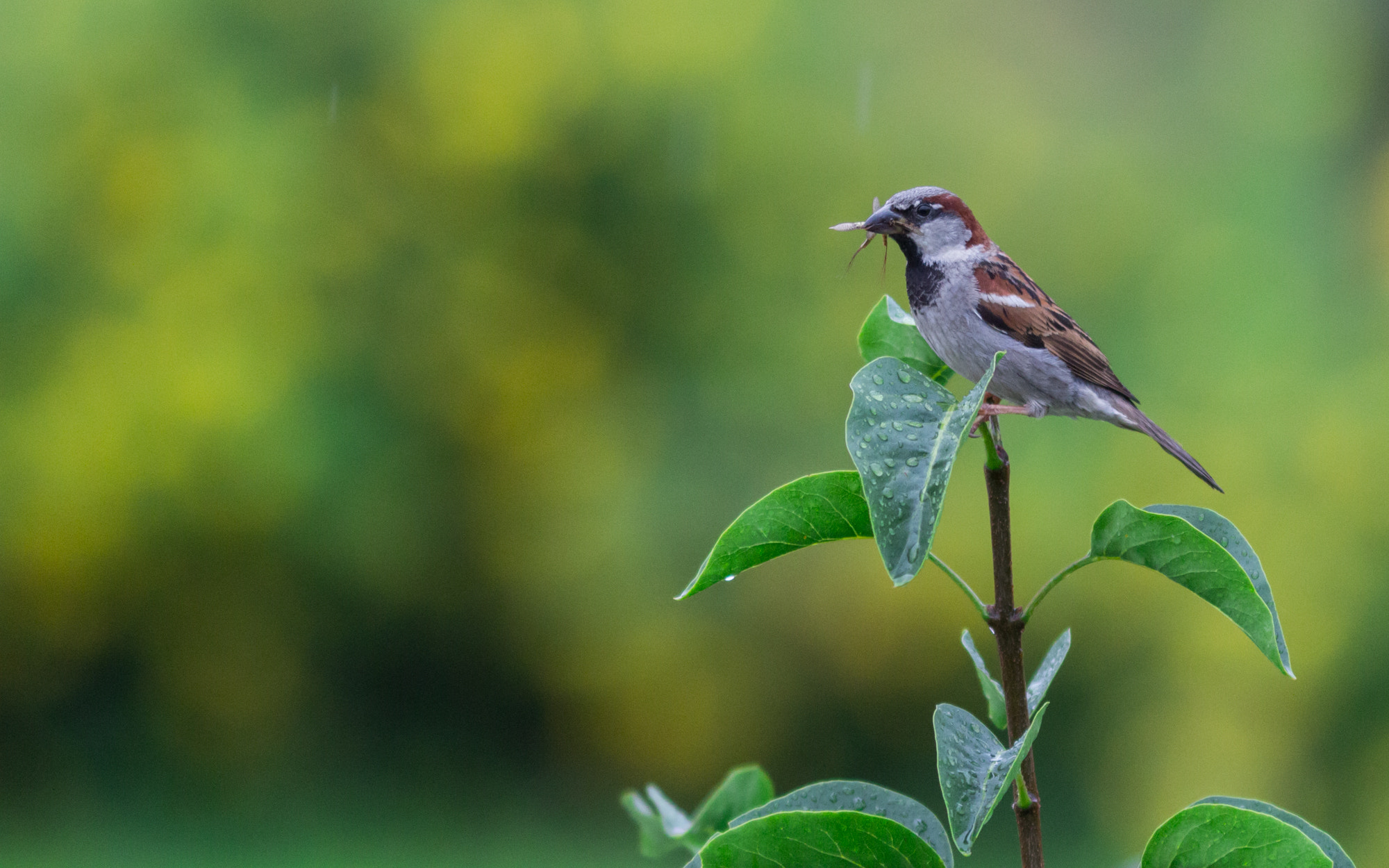 Canon EOS 60D + Canon EF 300mm F4L IS USM sample photo. Sparrow in the rain photography