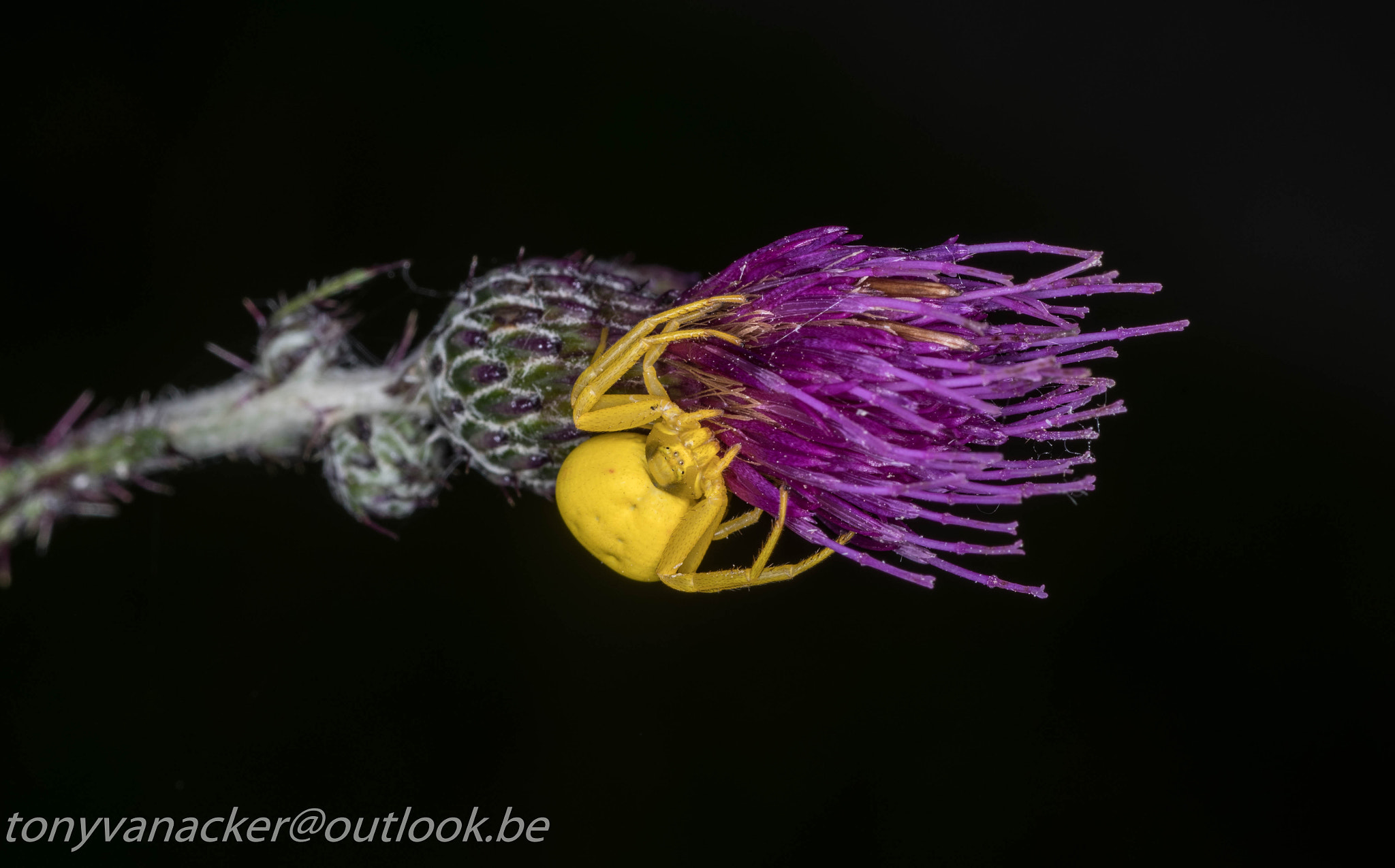 Tamron SP AF 90mm F2.8 Di Macro sample photo. Macro geuzenbos photography
