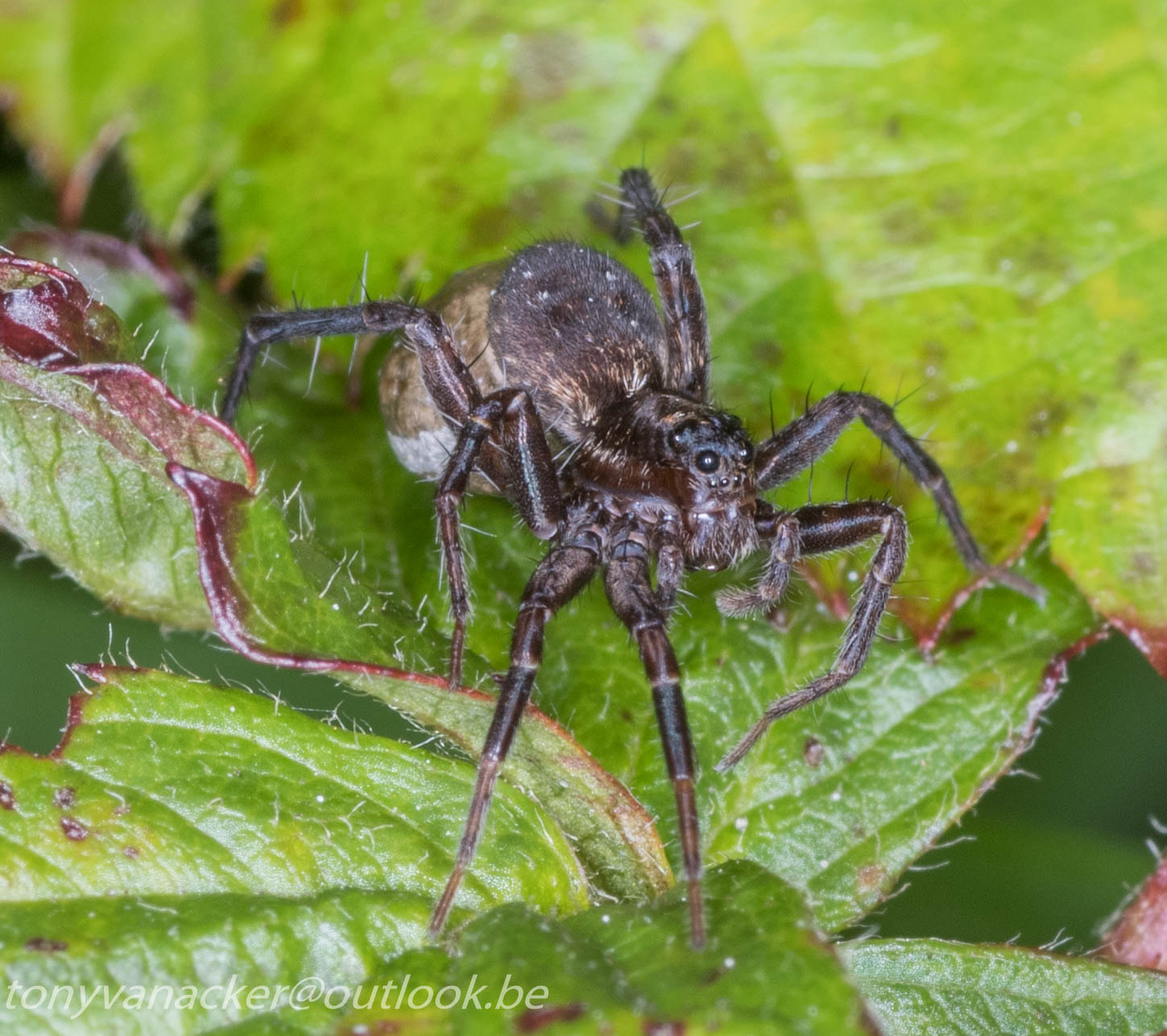 Tamron SP AF 90mm F2.8 Di Macro sample photo. Macro geuzenbos photography
