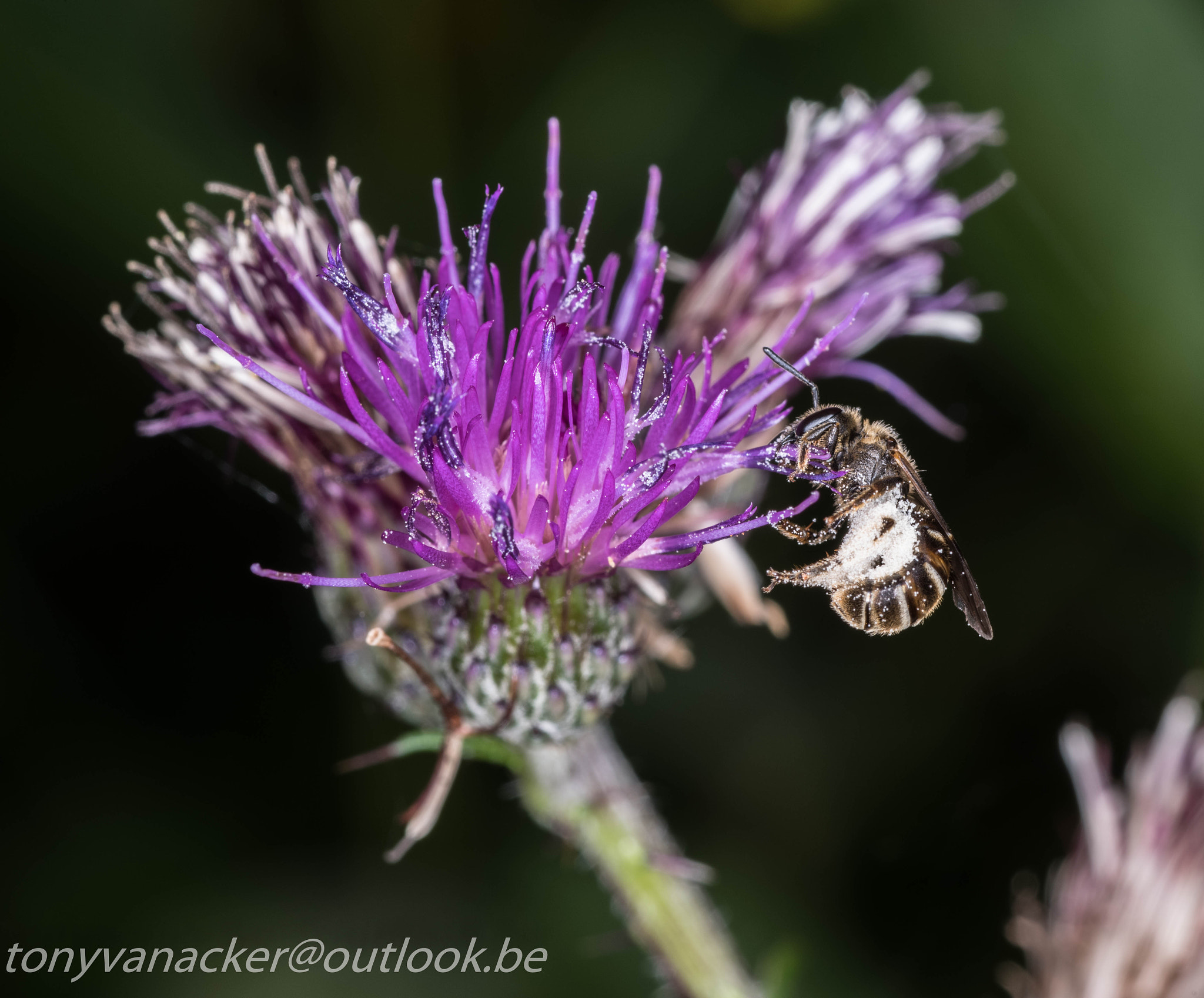 Tamron SP AF 90mm F2.8 Di Macro sample photo. Macro geuzenbos photography