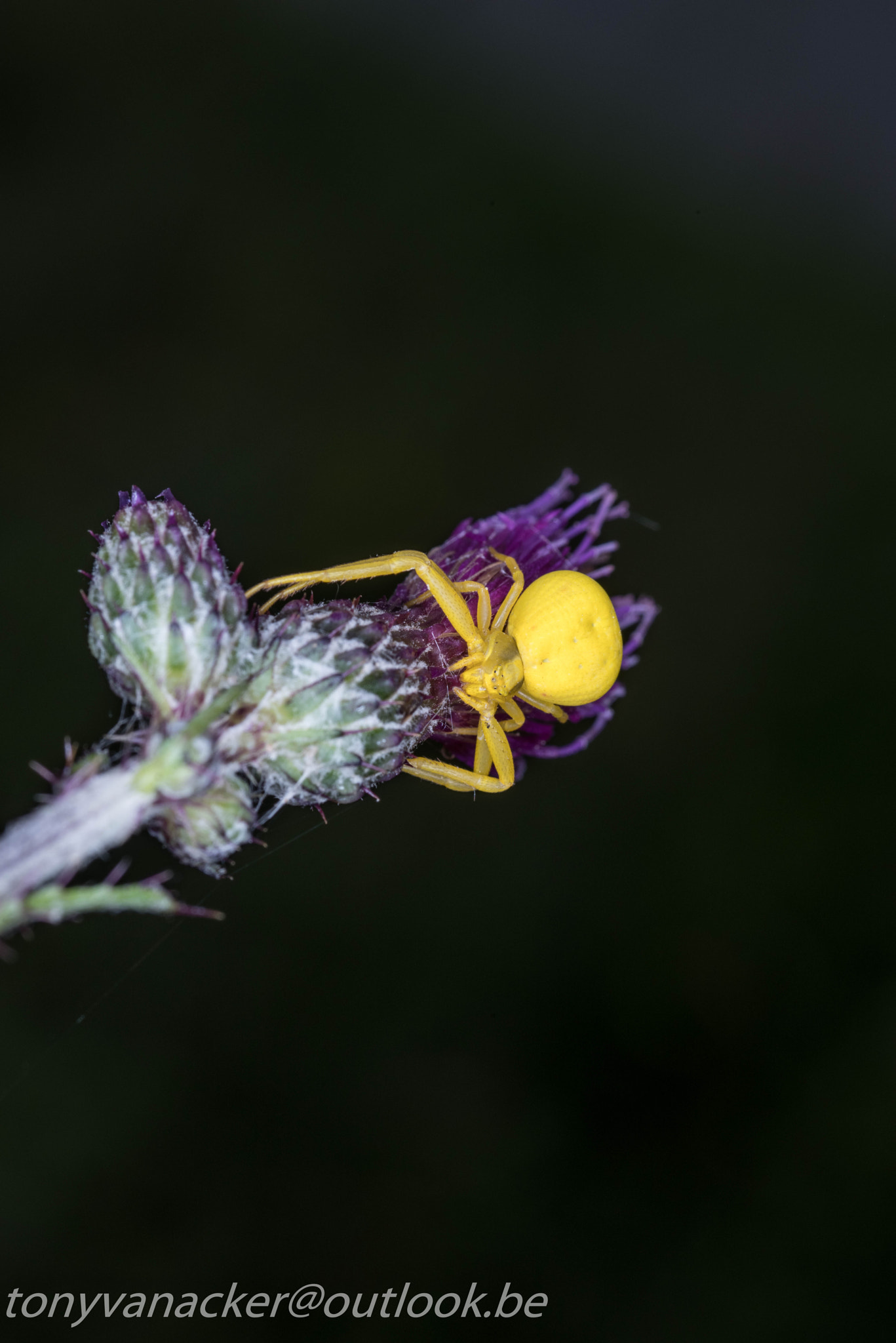 Pentax K-1 + Tamron SP AF 90mm F2.8 Di Macro sample photo. Macro geuzenbos photography